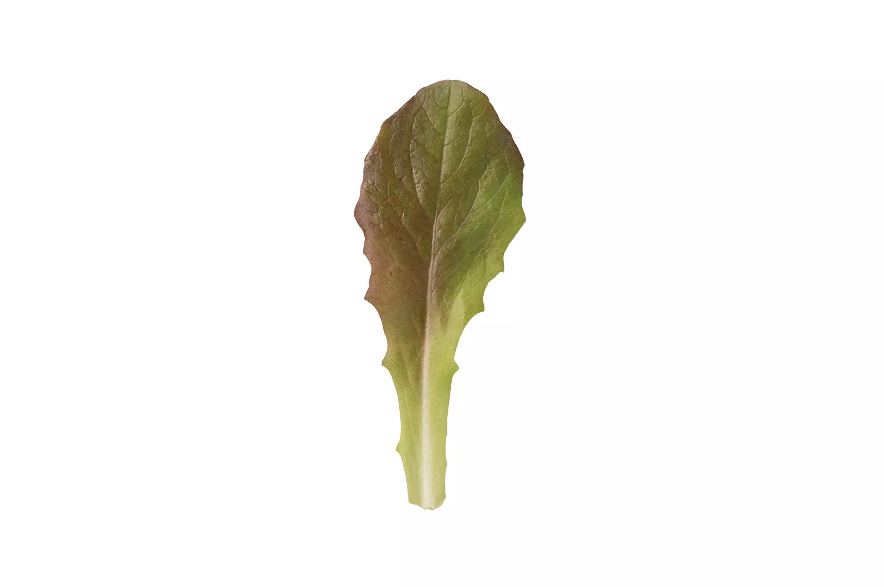rouge-d-hiver-organic-lettuce-seed Rouge d'Hiver Organic Lettuce Seed