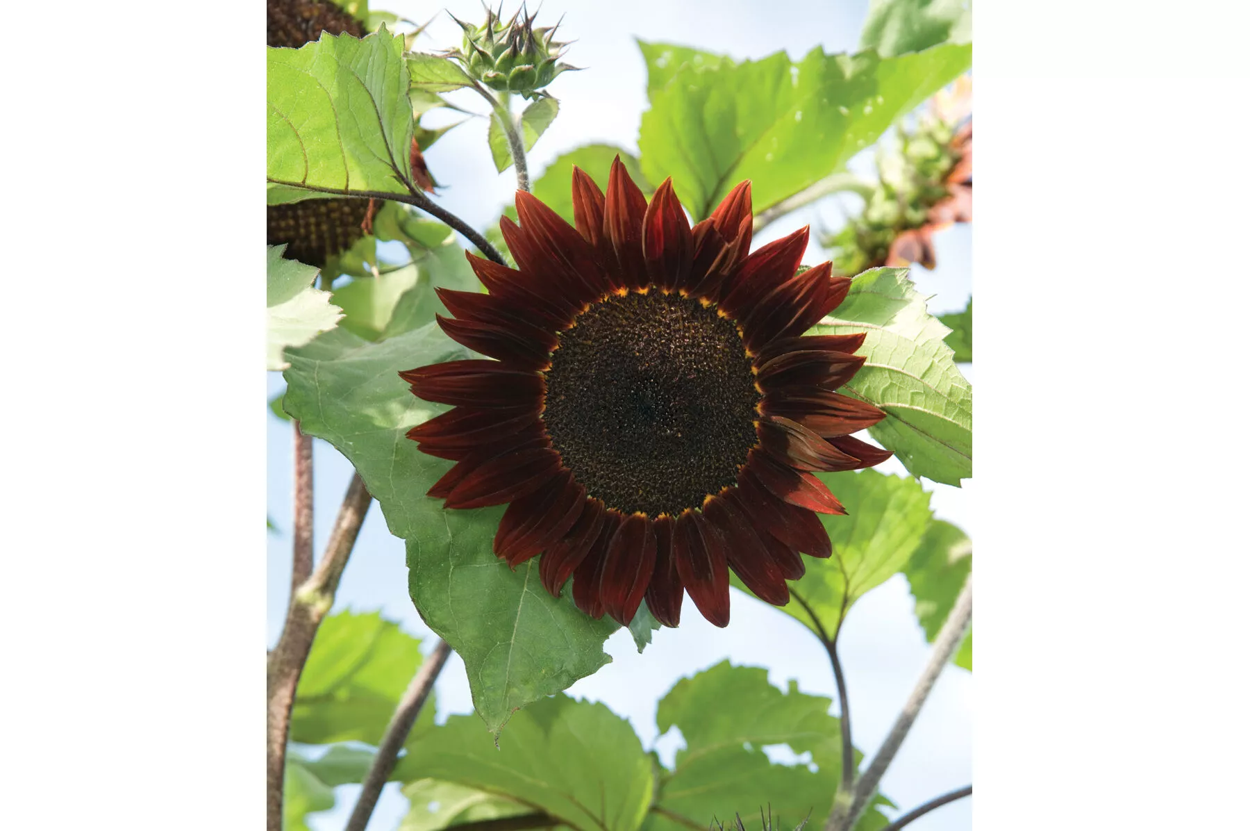 Rouge Royale (F1) Sunflower Seed
