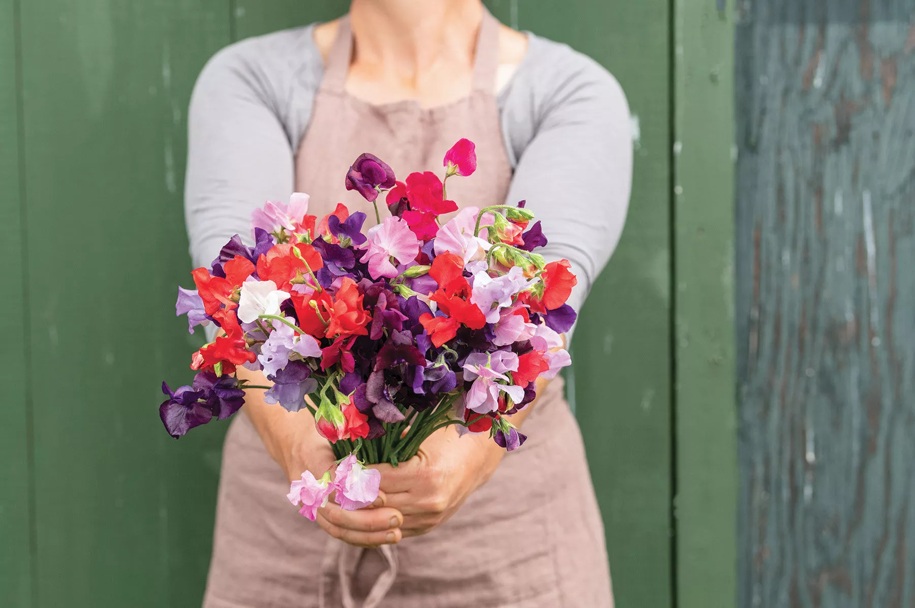 Royal Mix Sweet Pea Seed