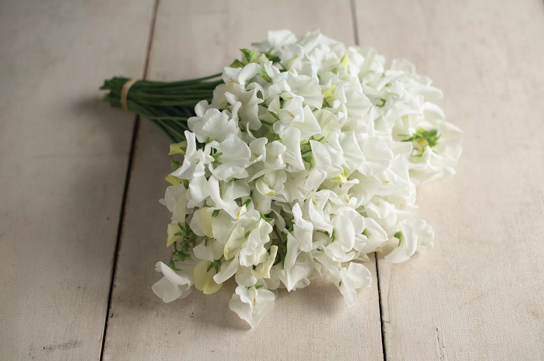 royal-wedding-sweet-pea-seed Royal Wedding Sweet Pea Seed