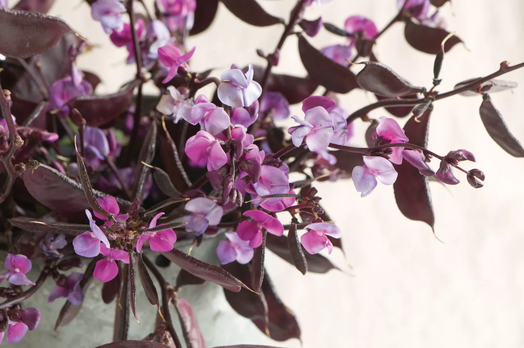 Ruby Moon Hyacinth Bean Seed