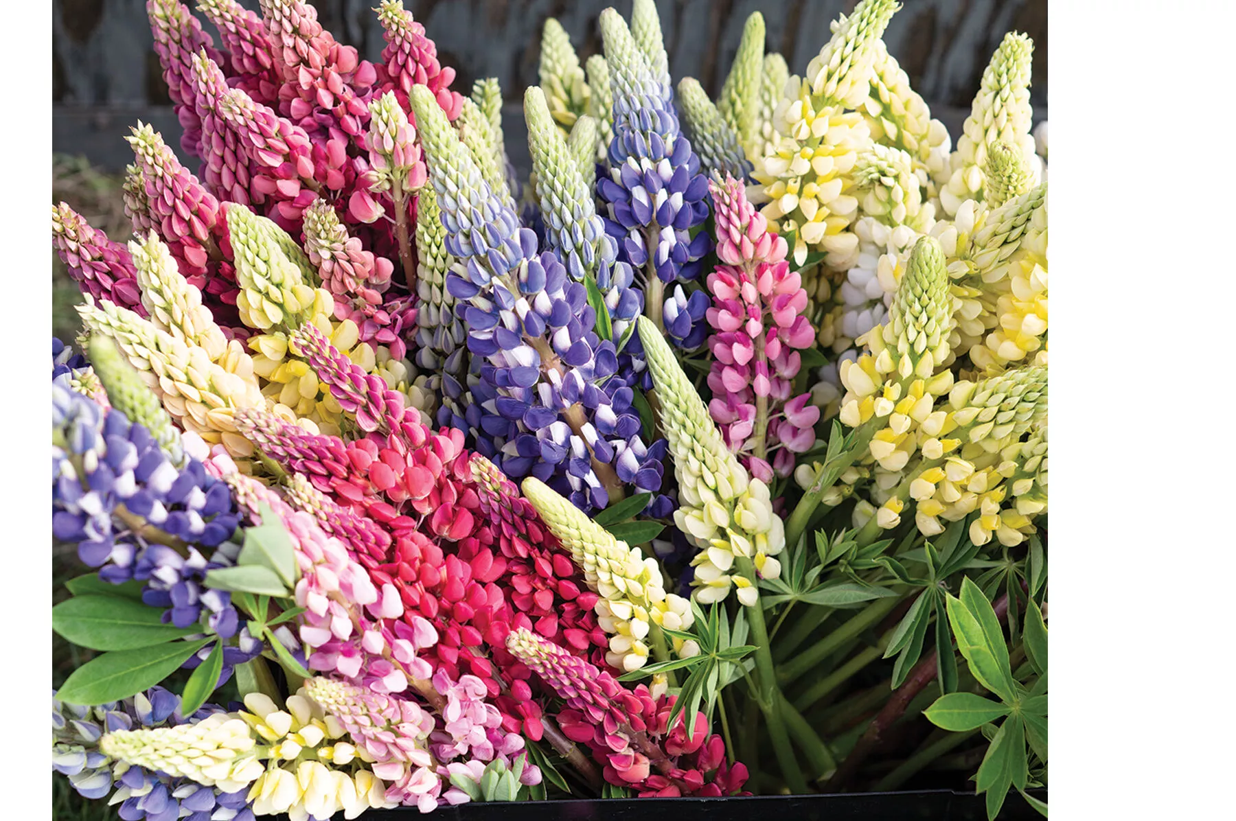 Russell's Formula Mix Lupine Seed