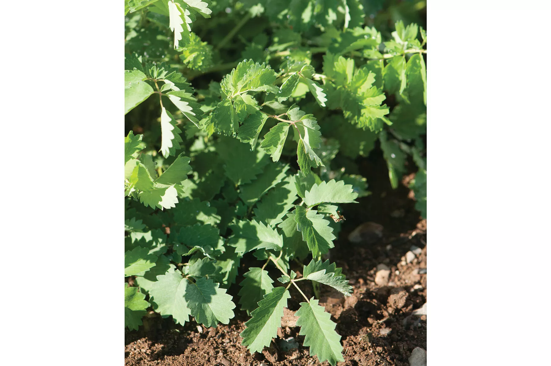 salad-burnet-herb-seed Salad Burnet Herb Seed