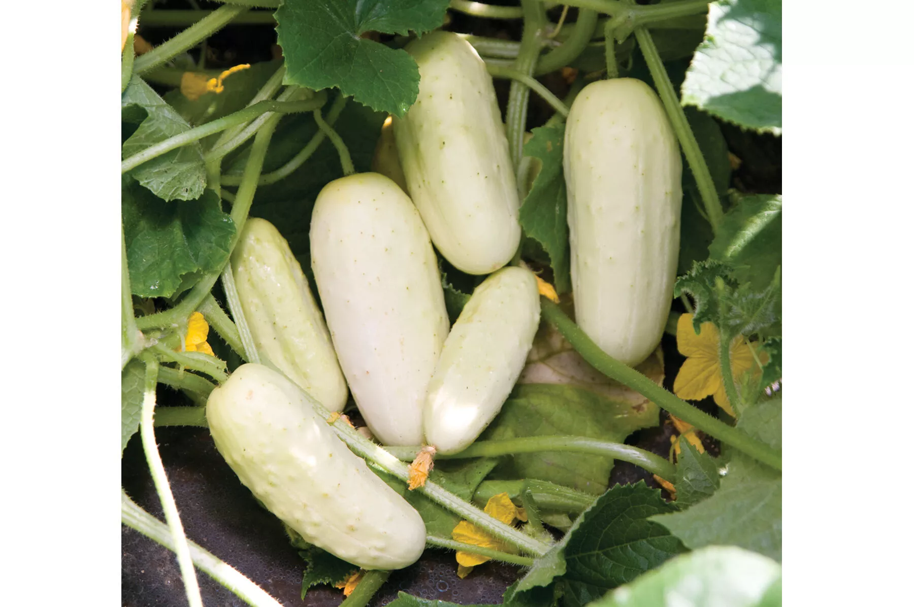 Salt and Pepper Organic Cucumber Seed