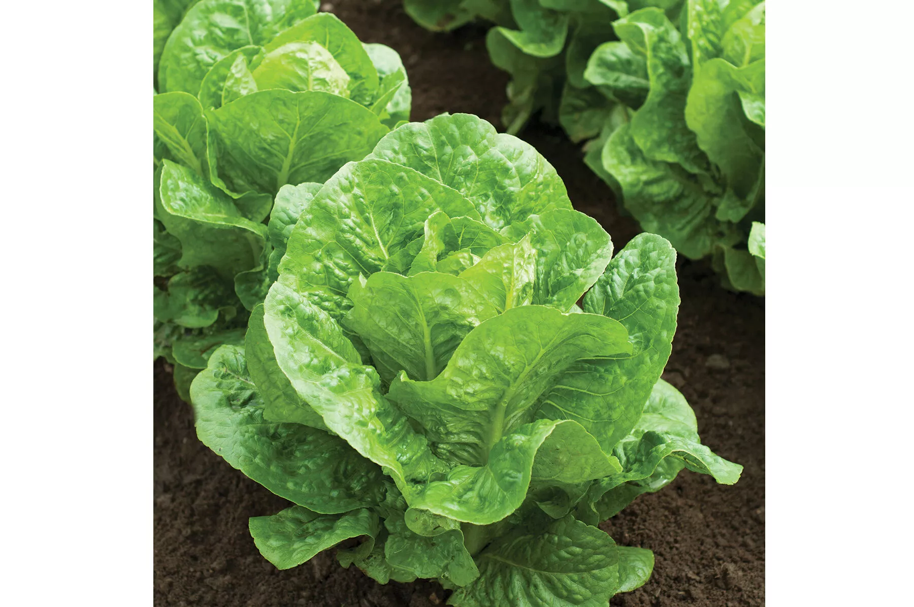 salvius-lettuce-seed Salvius Lettuce Seed