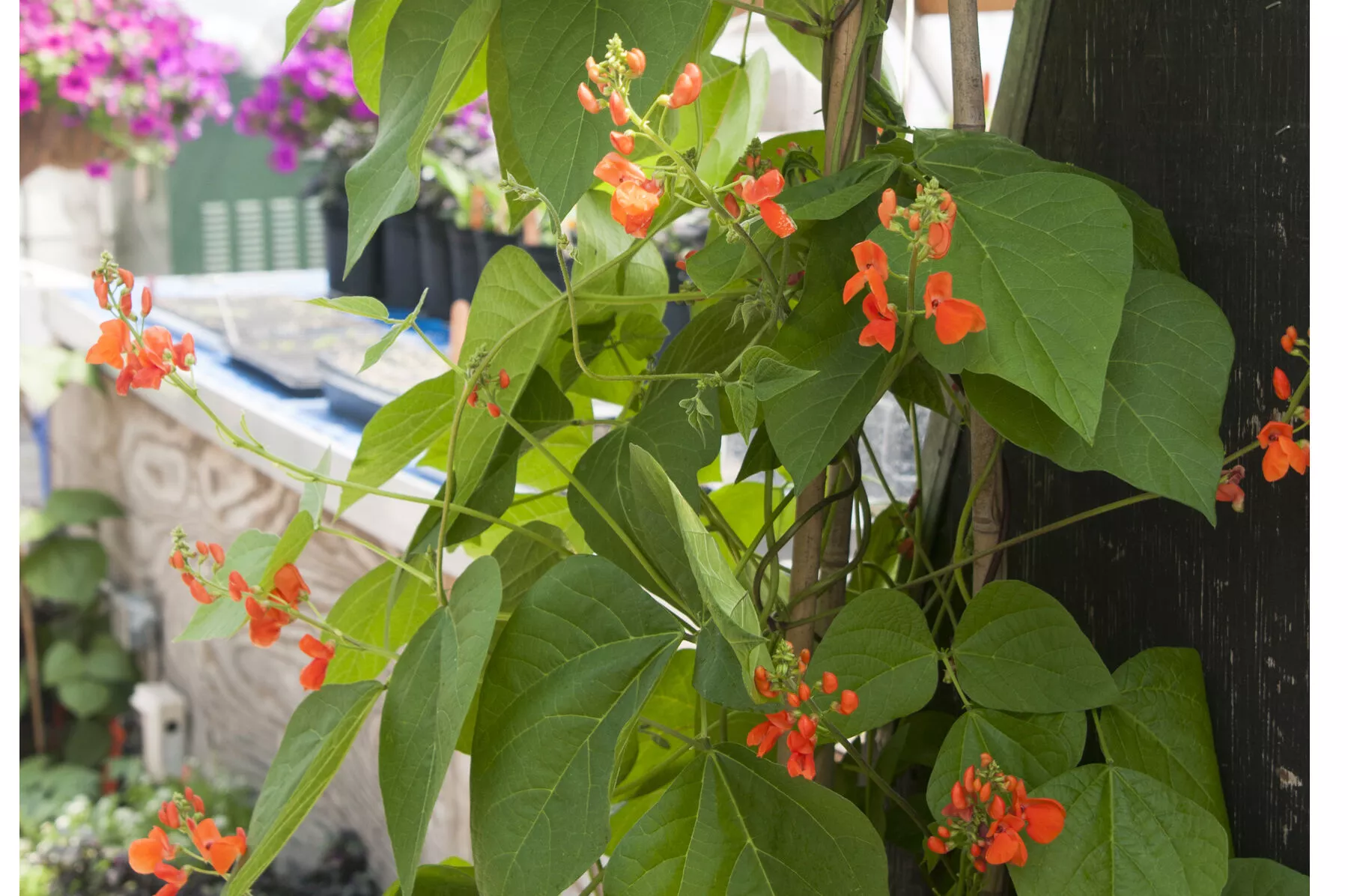 Scarlet Runner Bean Flower Seed