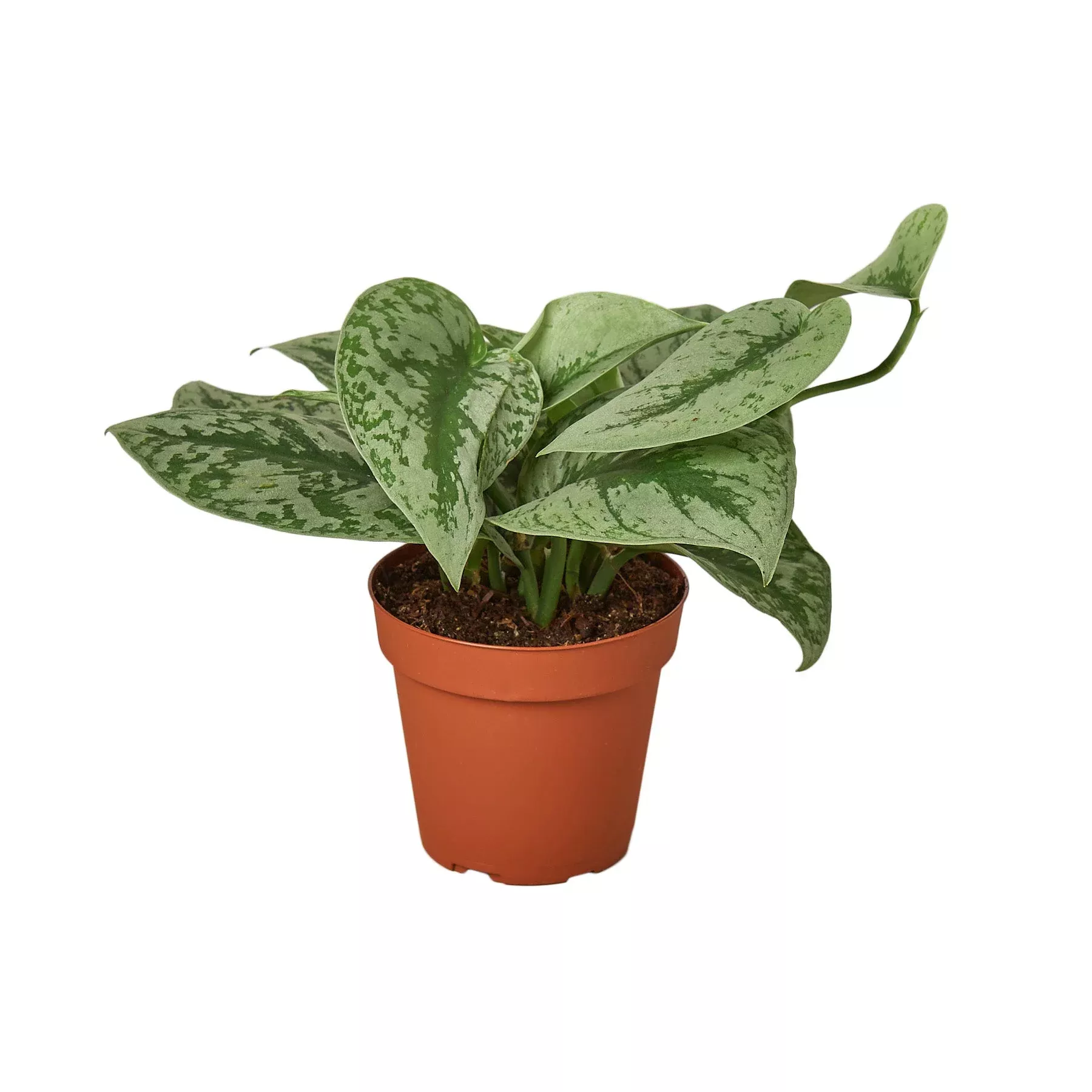 scindapsus-pictus-exotica Scindapsus Pictus 'Exotica'