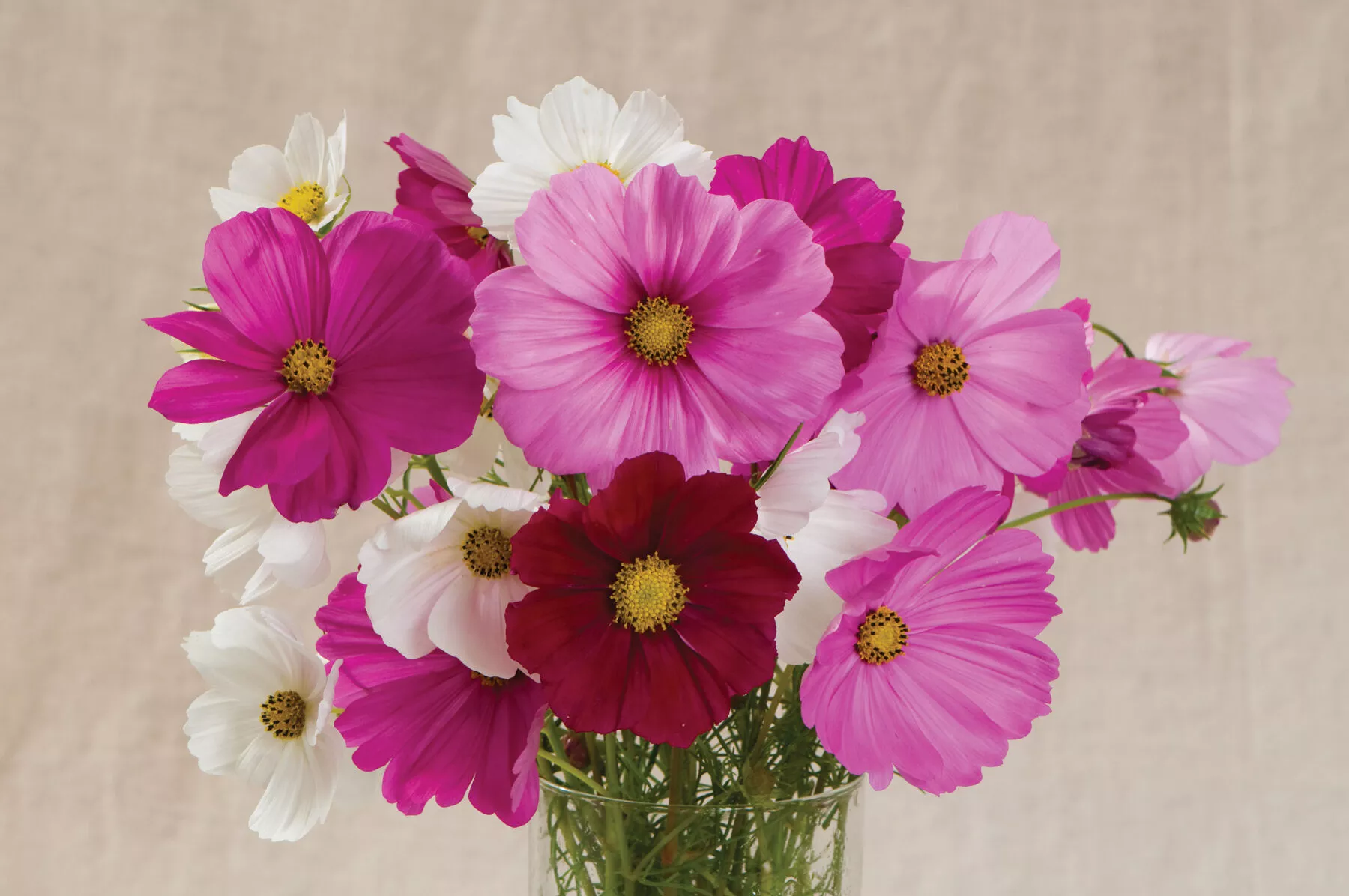 Sensation Mix Cosmos Seed