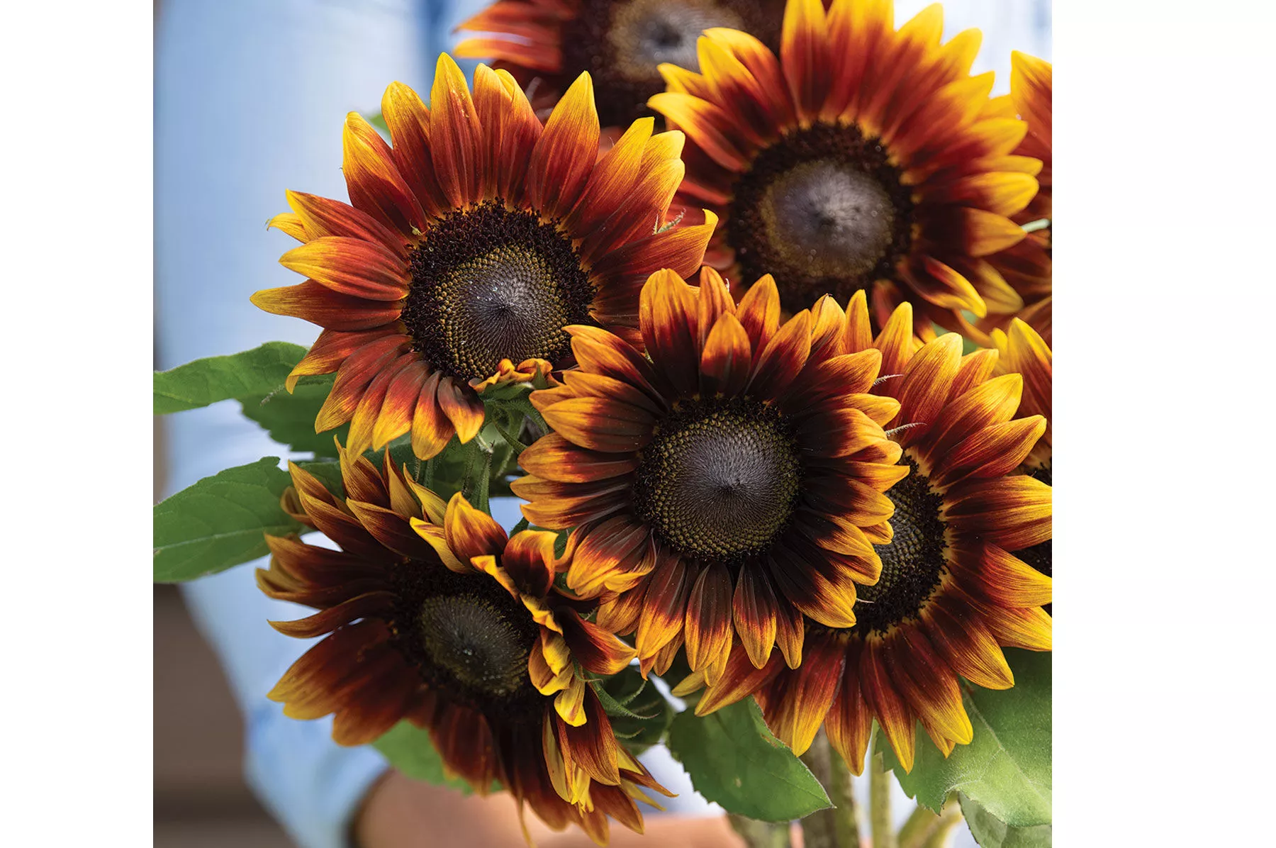 shock-o-lat-f1-sunflower-seed Shock-O-Lat (F1) Sunflower Seed