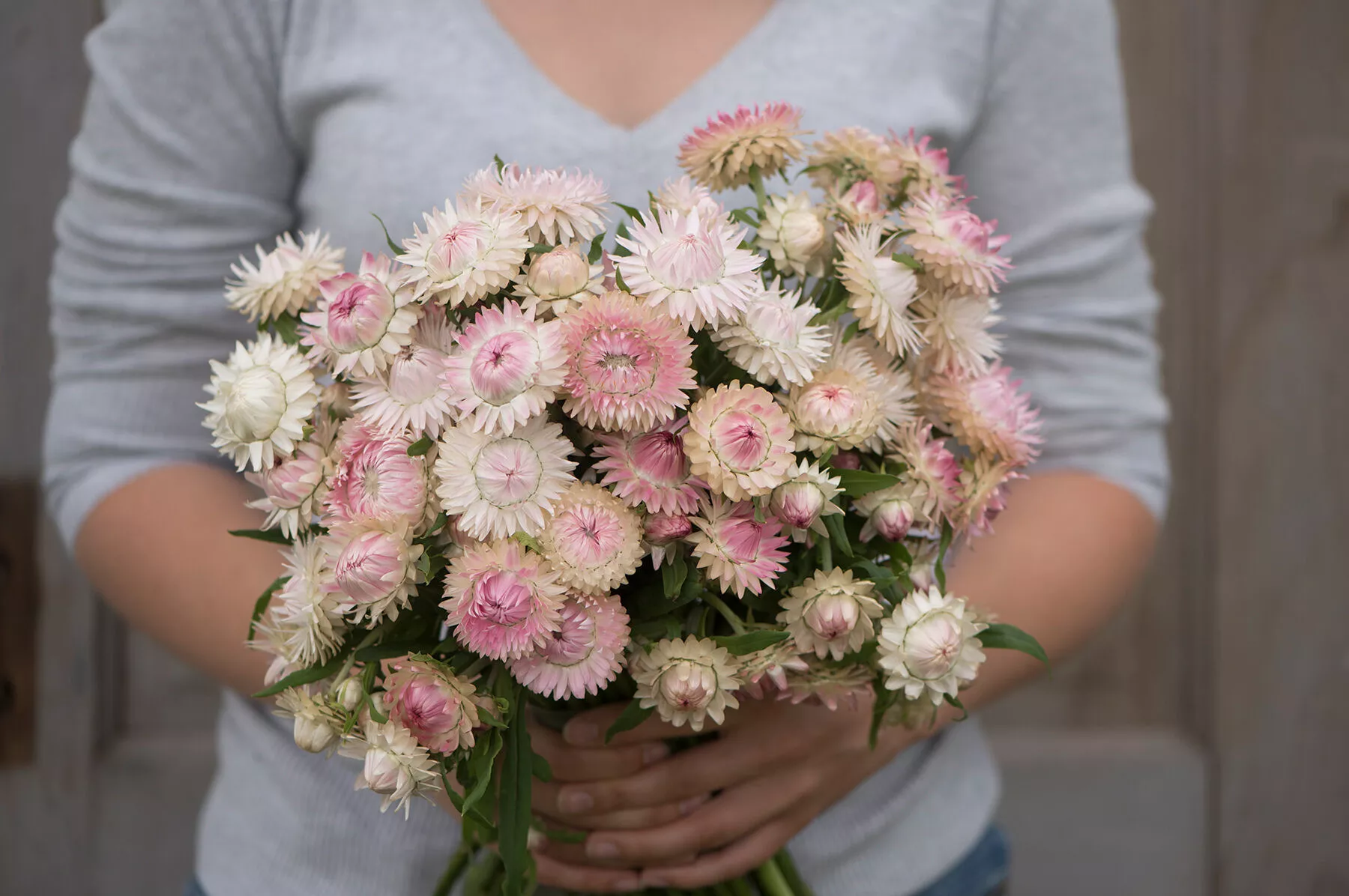 silvery-rose-strawflower-seed Silvery Rose Strawflower Seed