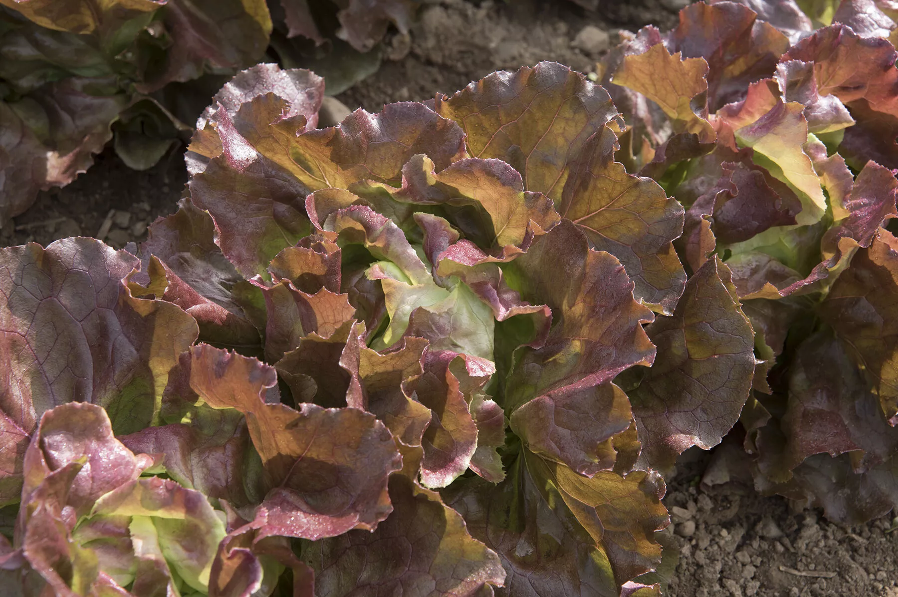 Skyphos Lettuce Seed