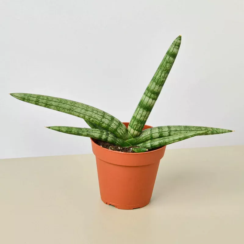 snake-plant-starfish Snake Plant Starfish