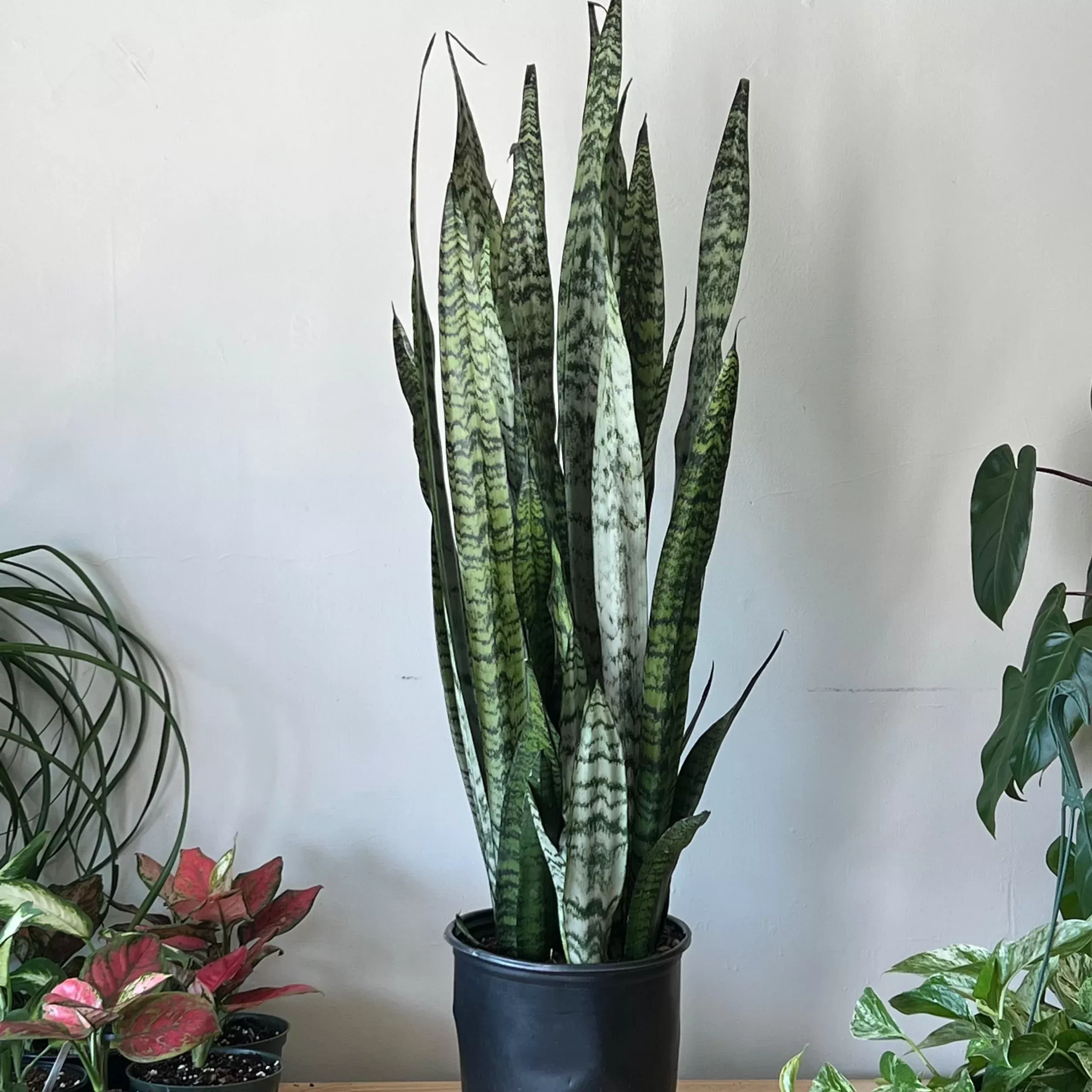 Snake Plant 'Zeylanica'