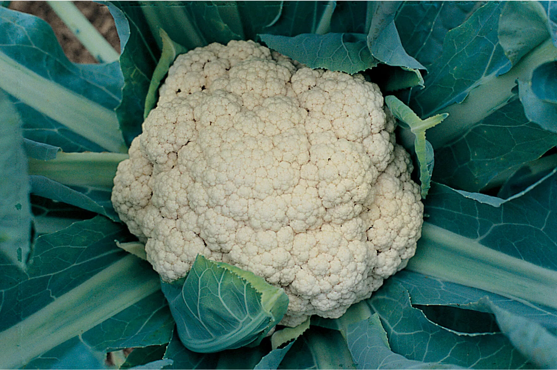 Snow Crown (F1) Cauliflower Seed