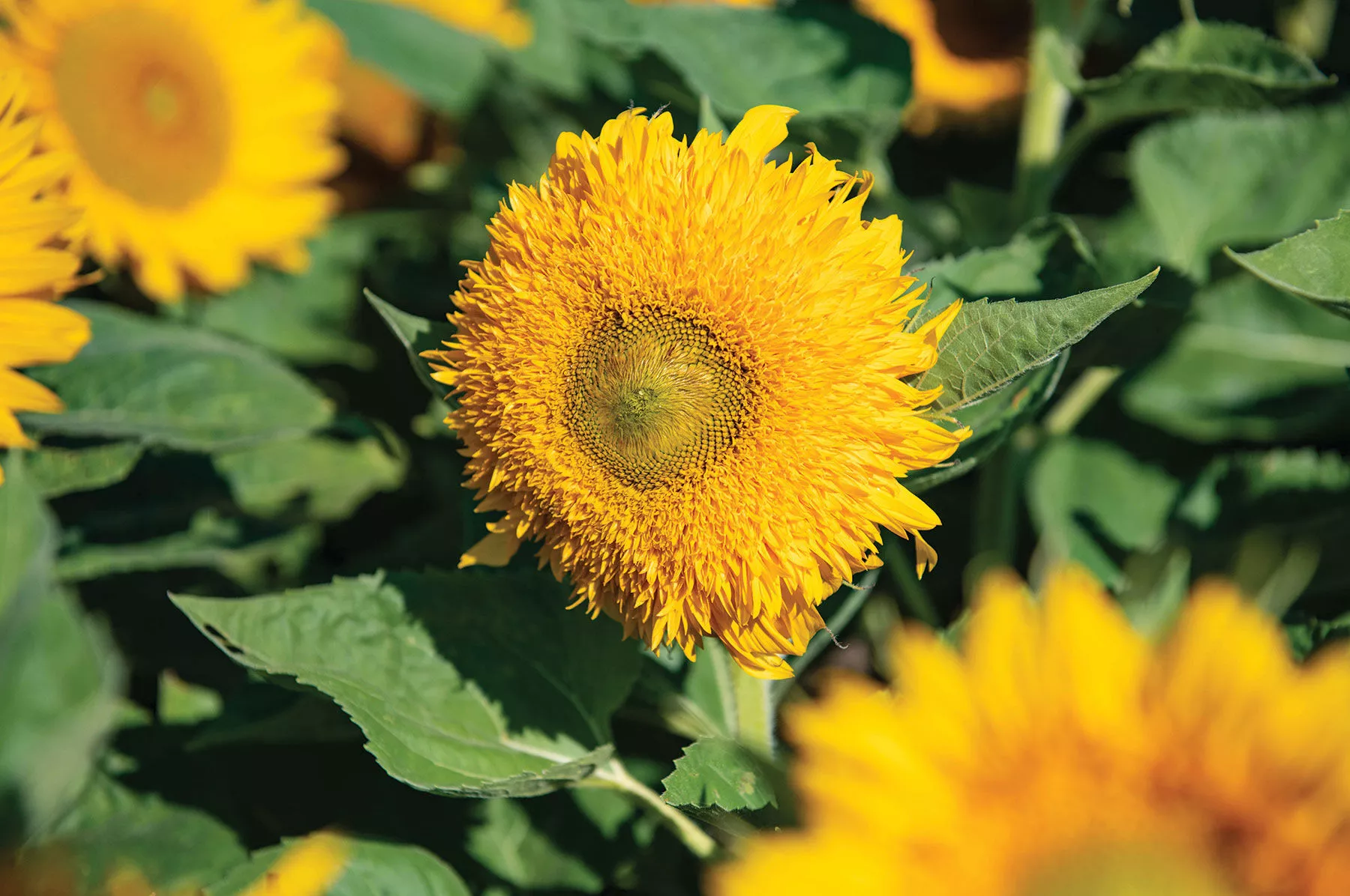 solano-double-f1-sunflower-seed Solano Double (F1) Sunflower Seed
