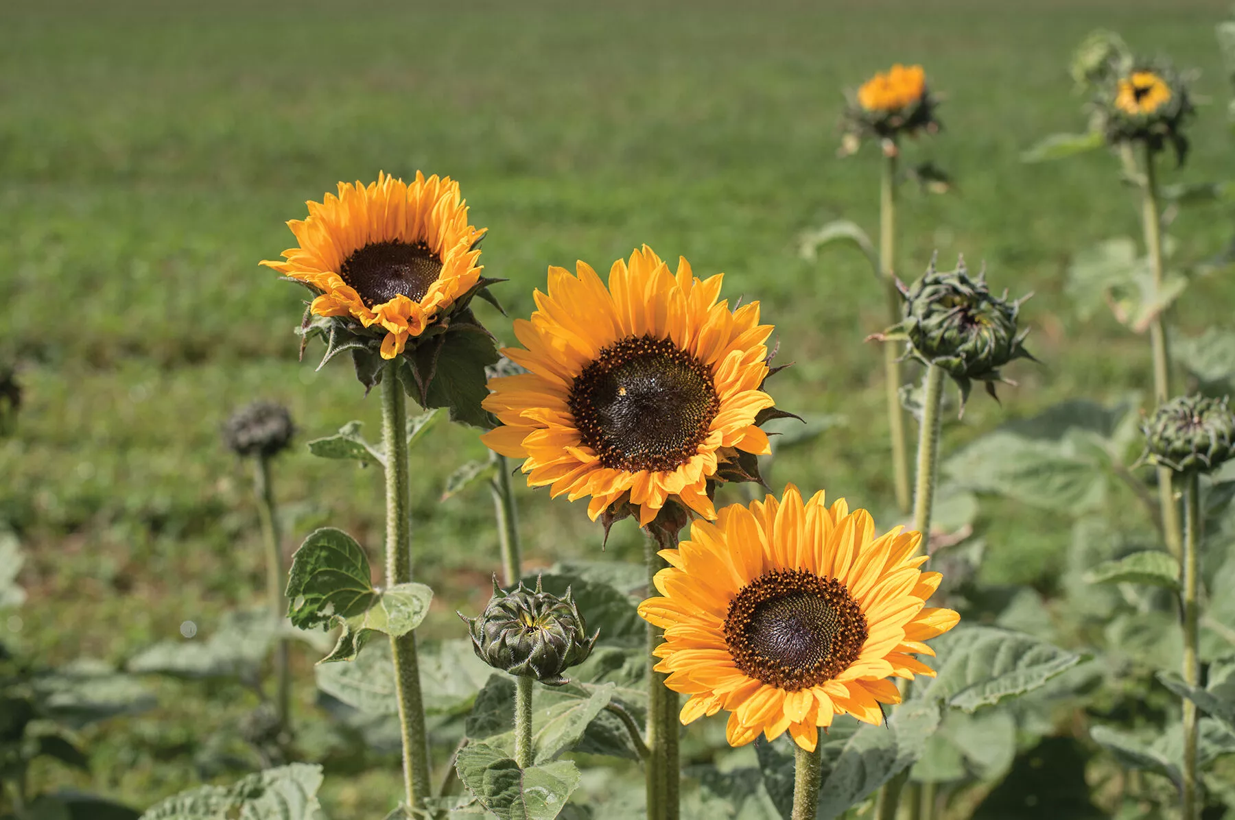 Soraya Sunflower Seed