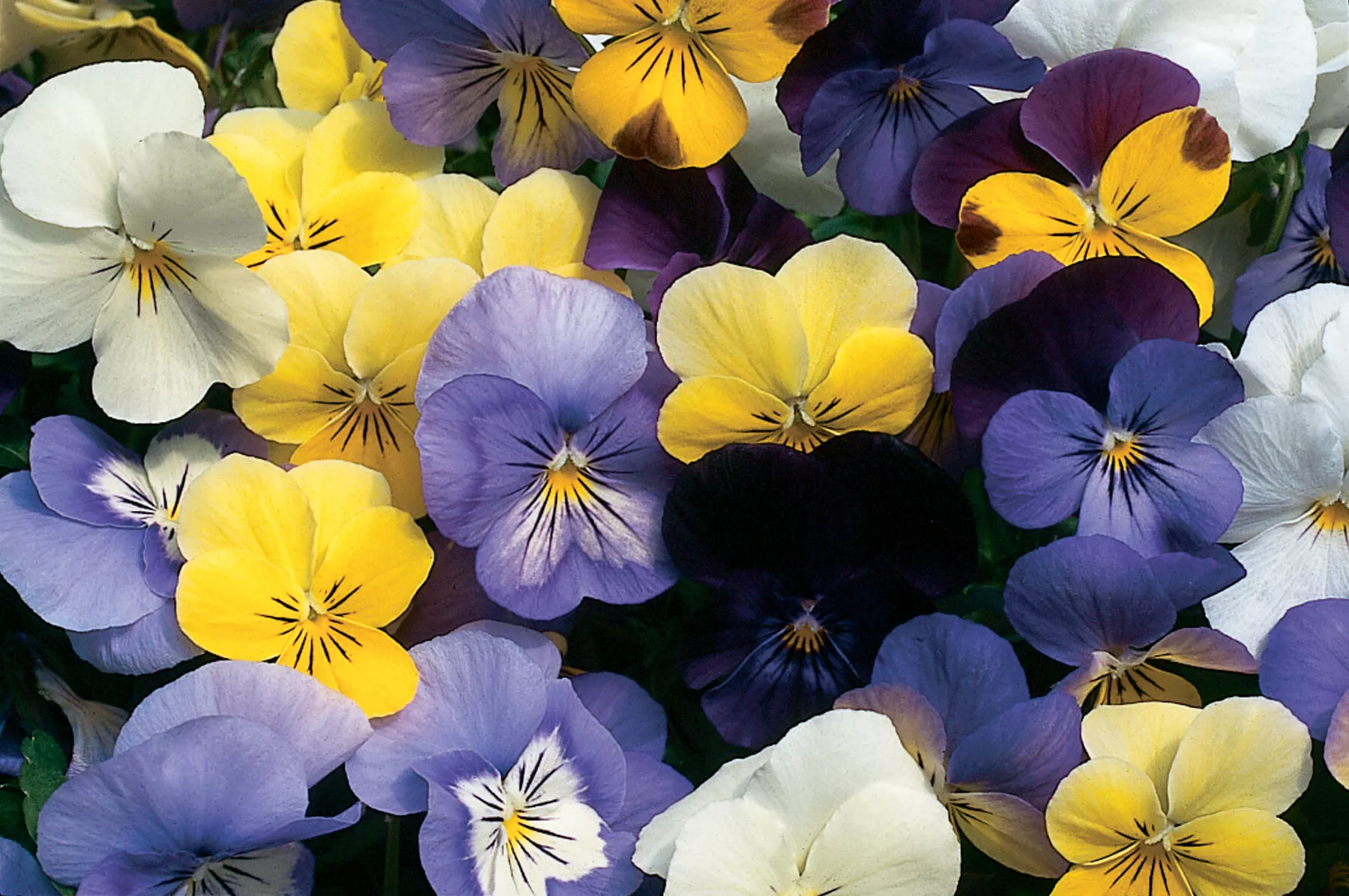 sorbet-formula-mix-f1-viola-seed Sorbet Formula Mix (F1) Viola Seed