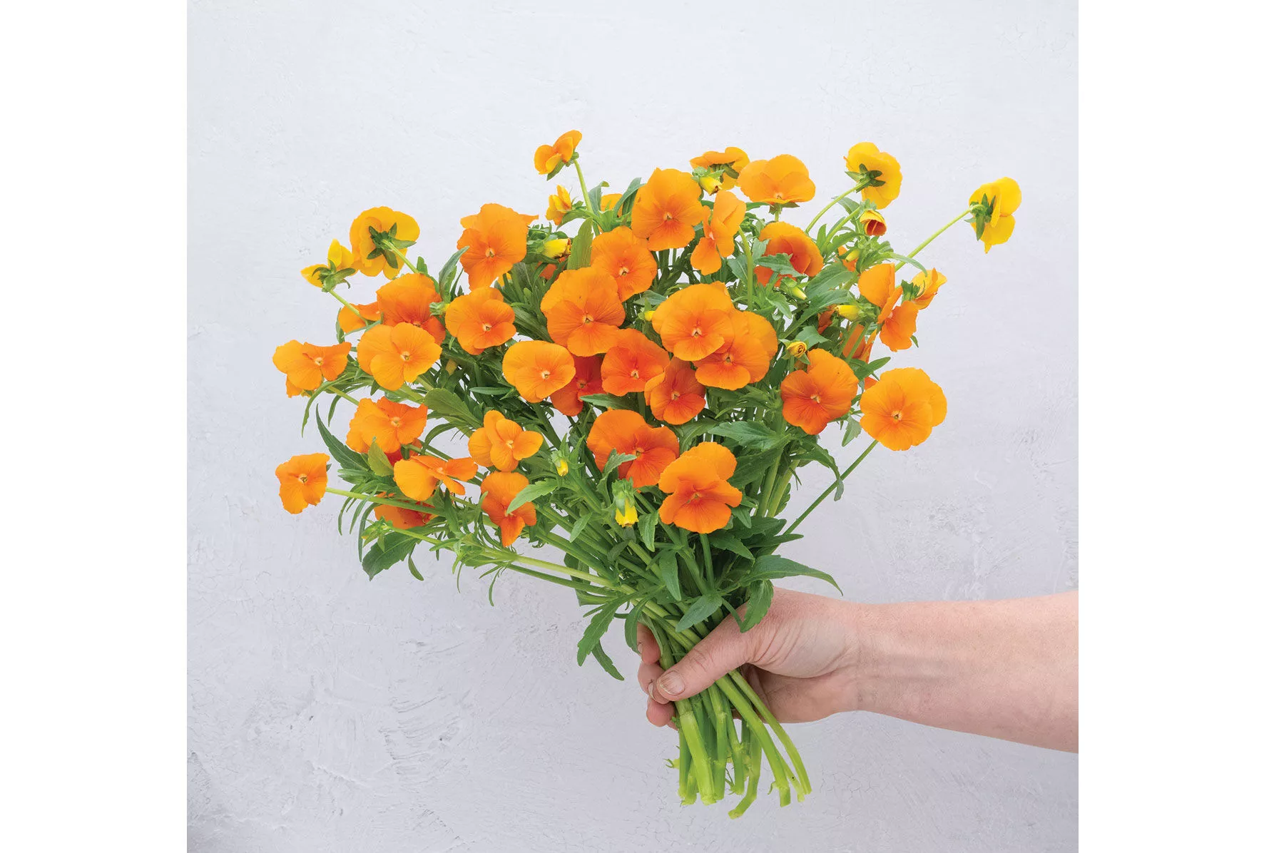 sorbet-xp-deep-orange-f1-viola-seed Sorbet XP Deep Orange (F1) Viola Seed