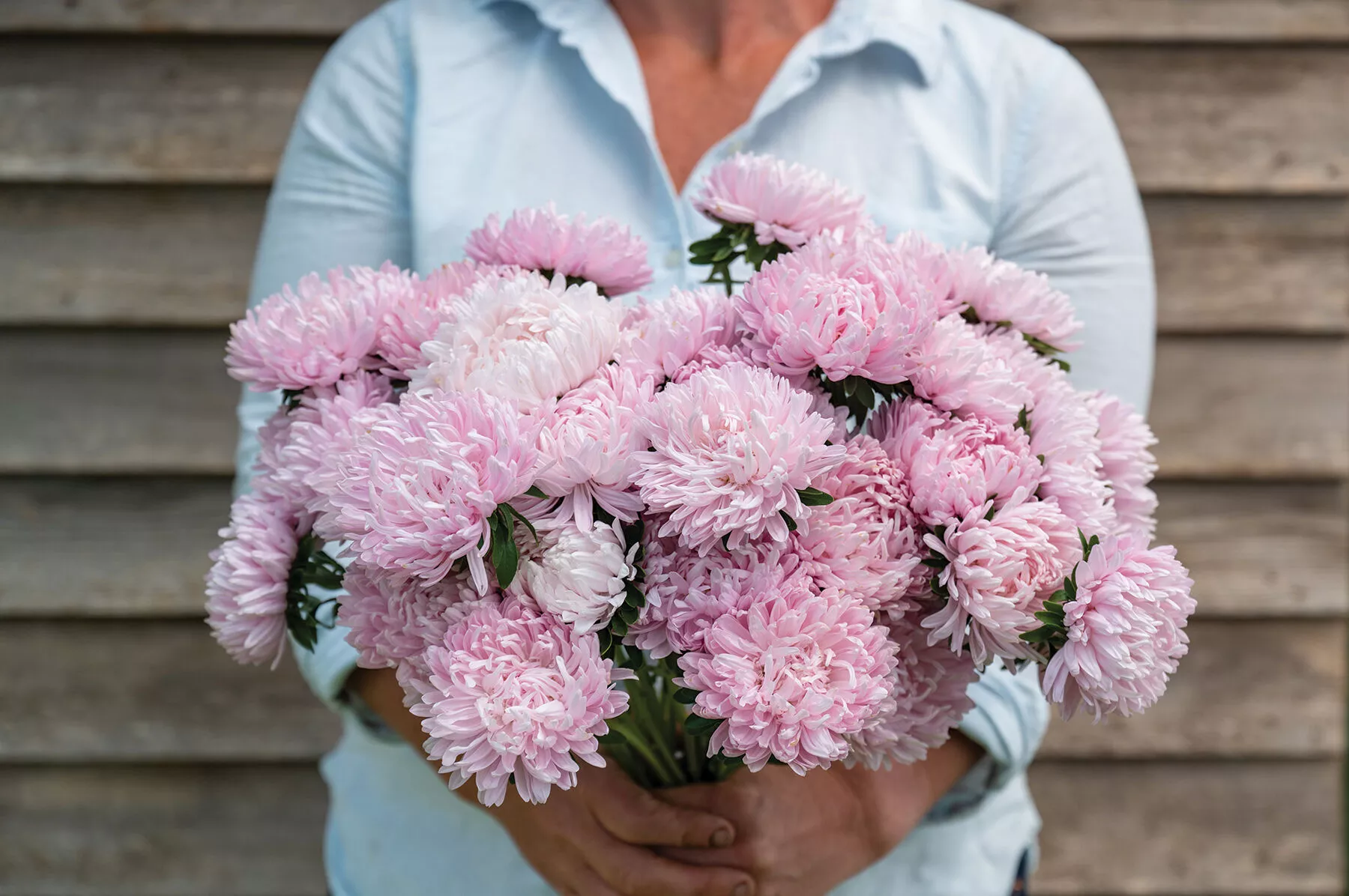Soufflé Light Pink China Aster Seed