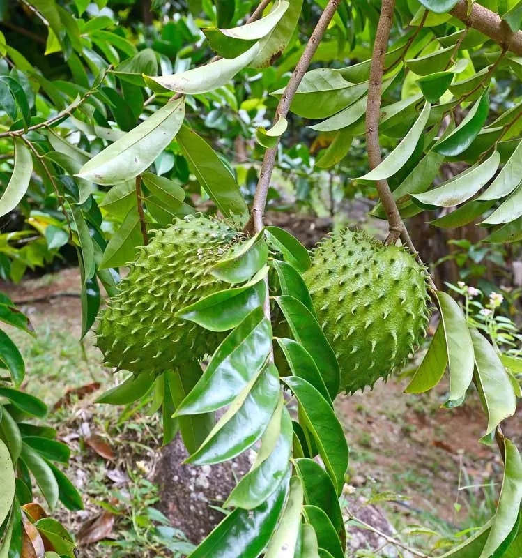 Soursop (Annona muricata), packet of 5 seeds