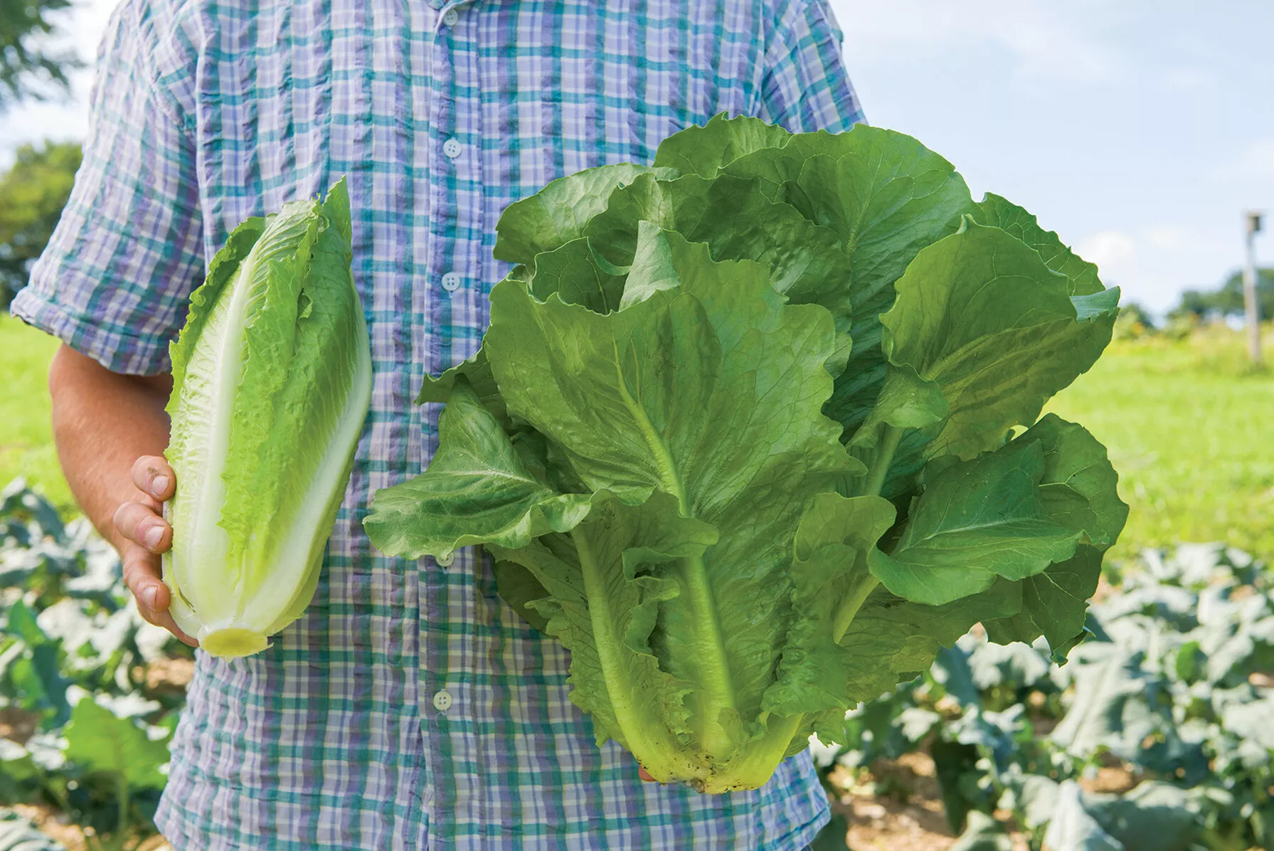 sparx-lettuce-seed Sparx Lettuce Seed