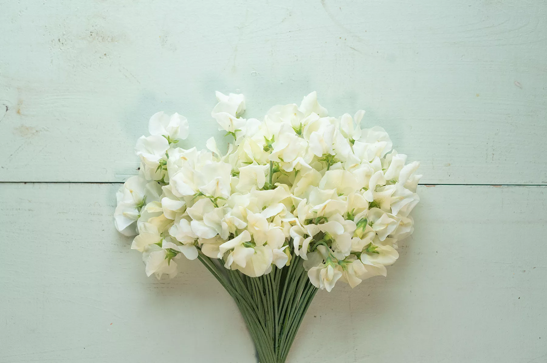 spencer-ice-cream-sweet-pea-seed Spencer Ice Cream Sweet Pea Seed