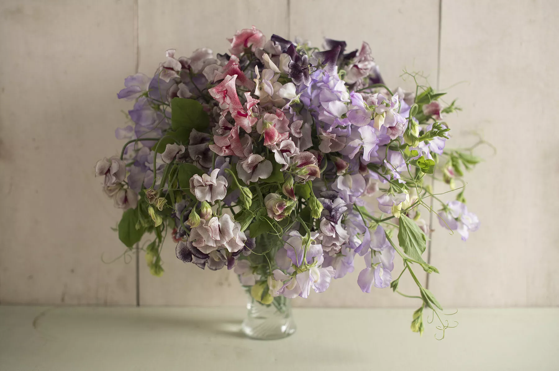 spencer-ripple-formula-mix-sweet-pea-seed Spencer Ripple Formula Mix Sweet Pea Seed