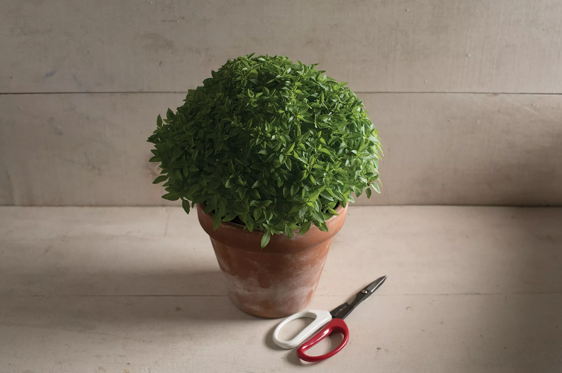 spicy-bush-basil-seed Spicy Bush Basil Seed