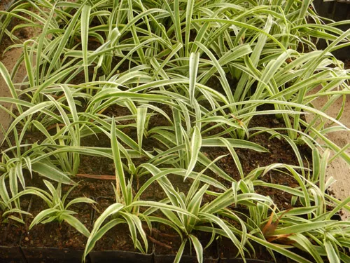Spider Plant (Chlorophytum comosum) potted plant, organic