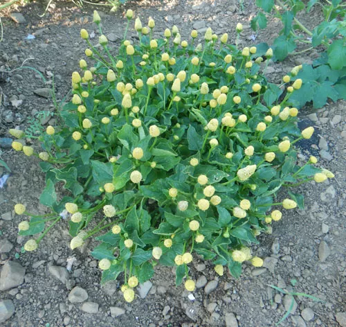 Spilanthes, Brede mafane (Acmella alba), packet of 100 seeds, organic