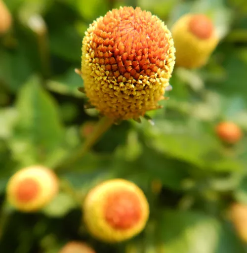 Spilanthes, Official (Acmella oleracea) seeds, organic