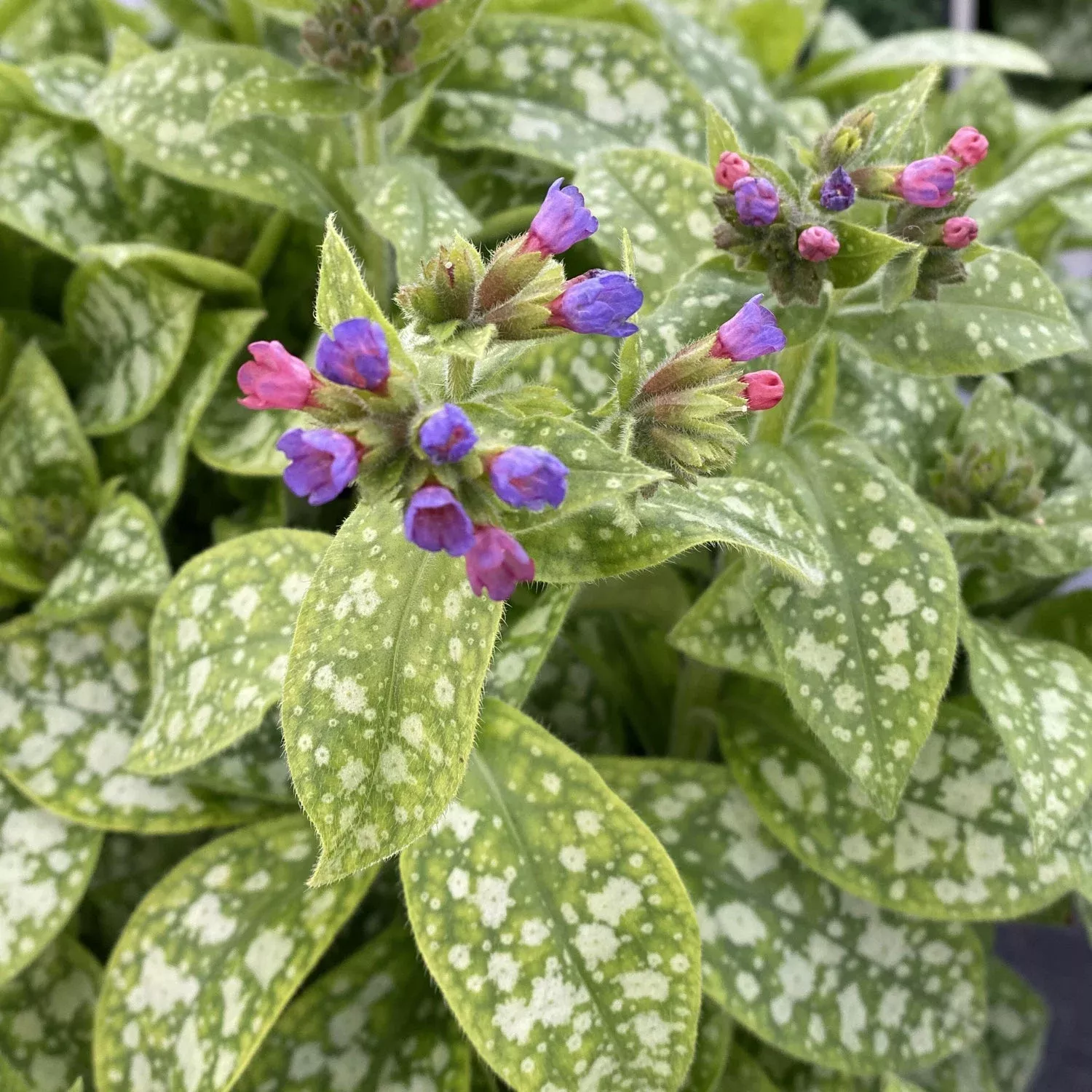 spot-on-lungwort-pulmonaria 'Spot On' Lungwort (Pulmonaria)