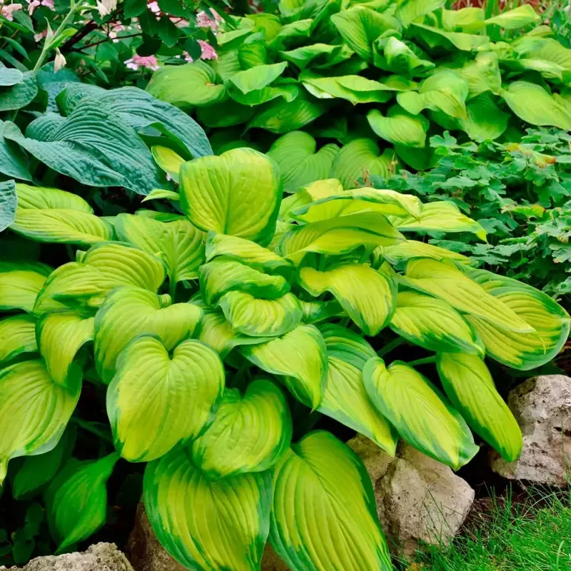 stained-glass-hosta-plantain-lily ‘Stained Glass’ Hosta Plantain Lily