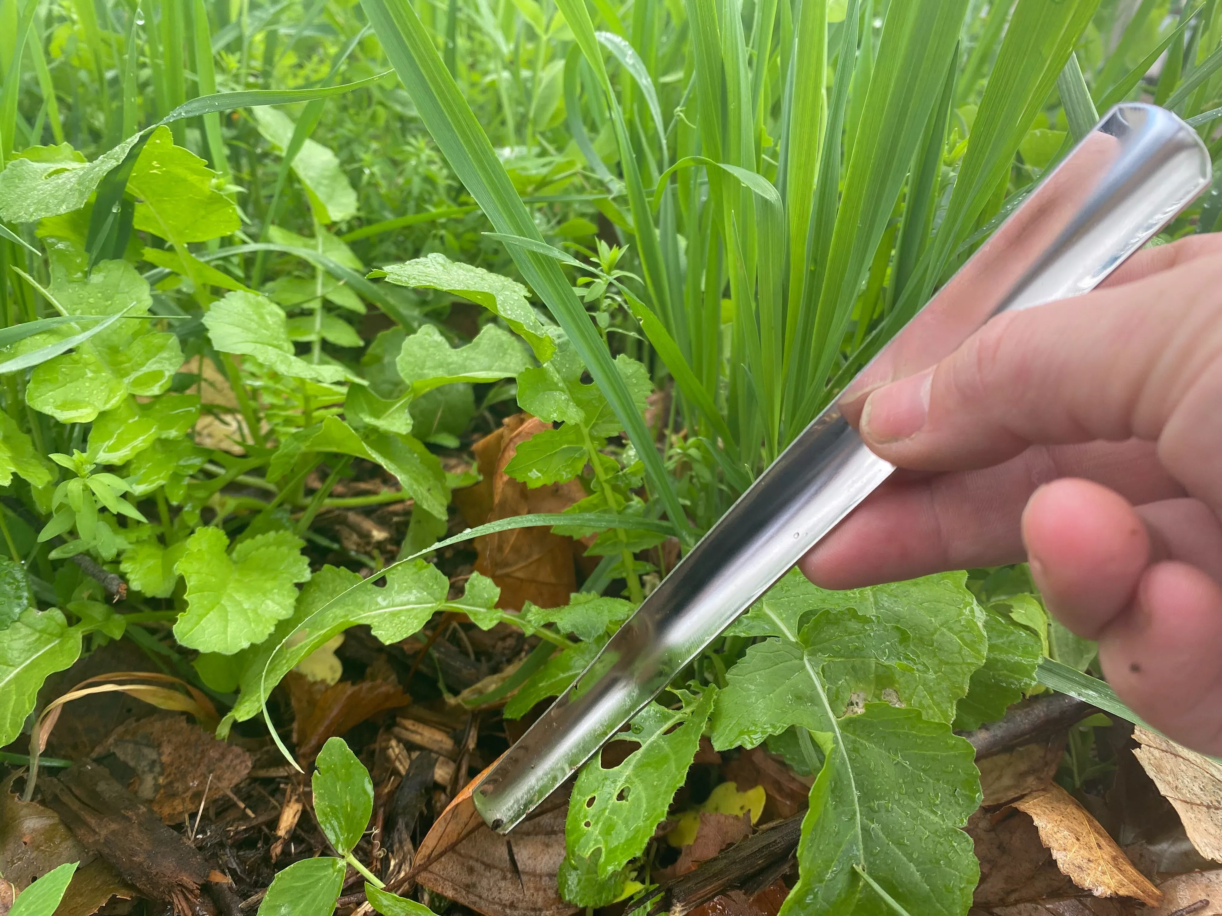 Stainless Steel Widger, Seedling Tool