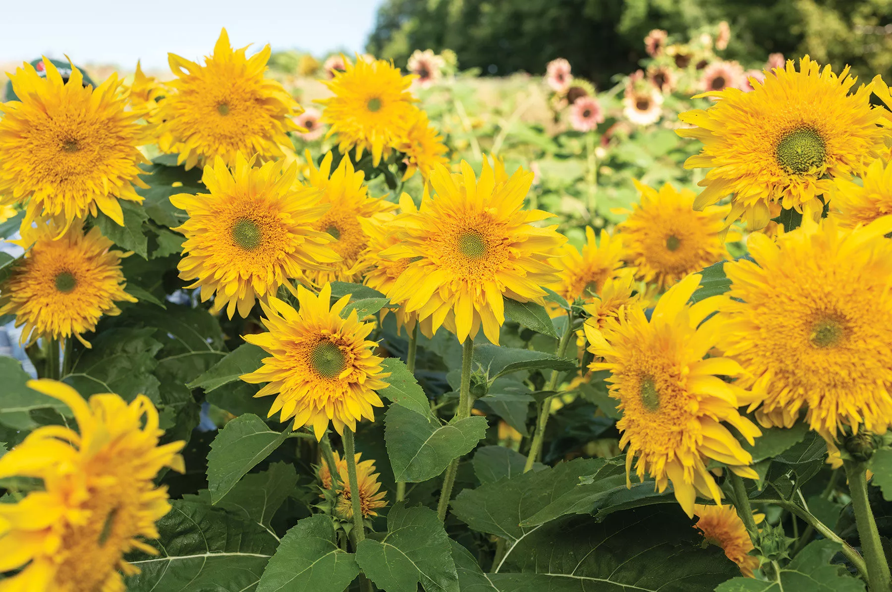 starburst-greenburst-dmr-f1-sunflower-seed Starburst™ Greenburst DMR (F1) Sunflower Seed