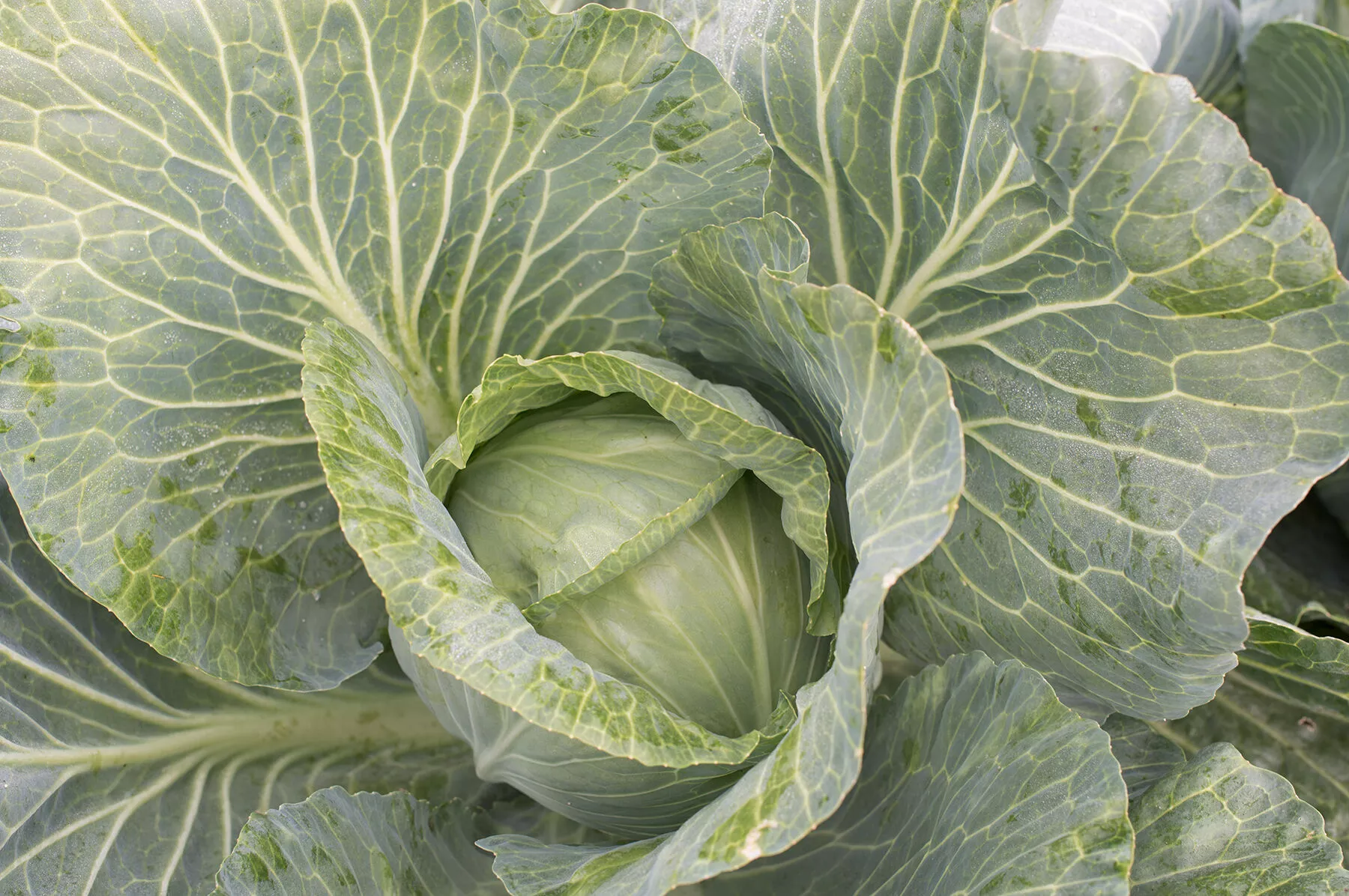storage-no-4-f1-cabbage-seed Storage No. 4 (F1) Cabbage Seed