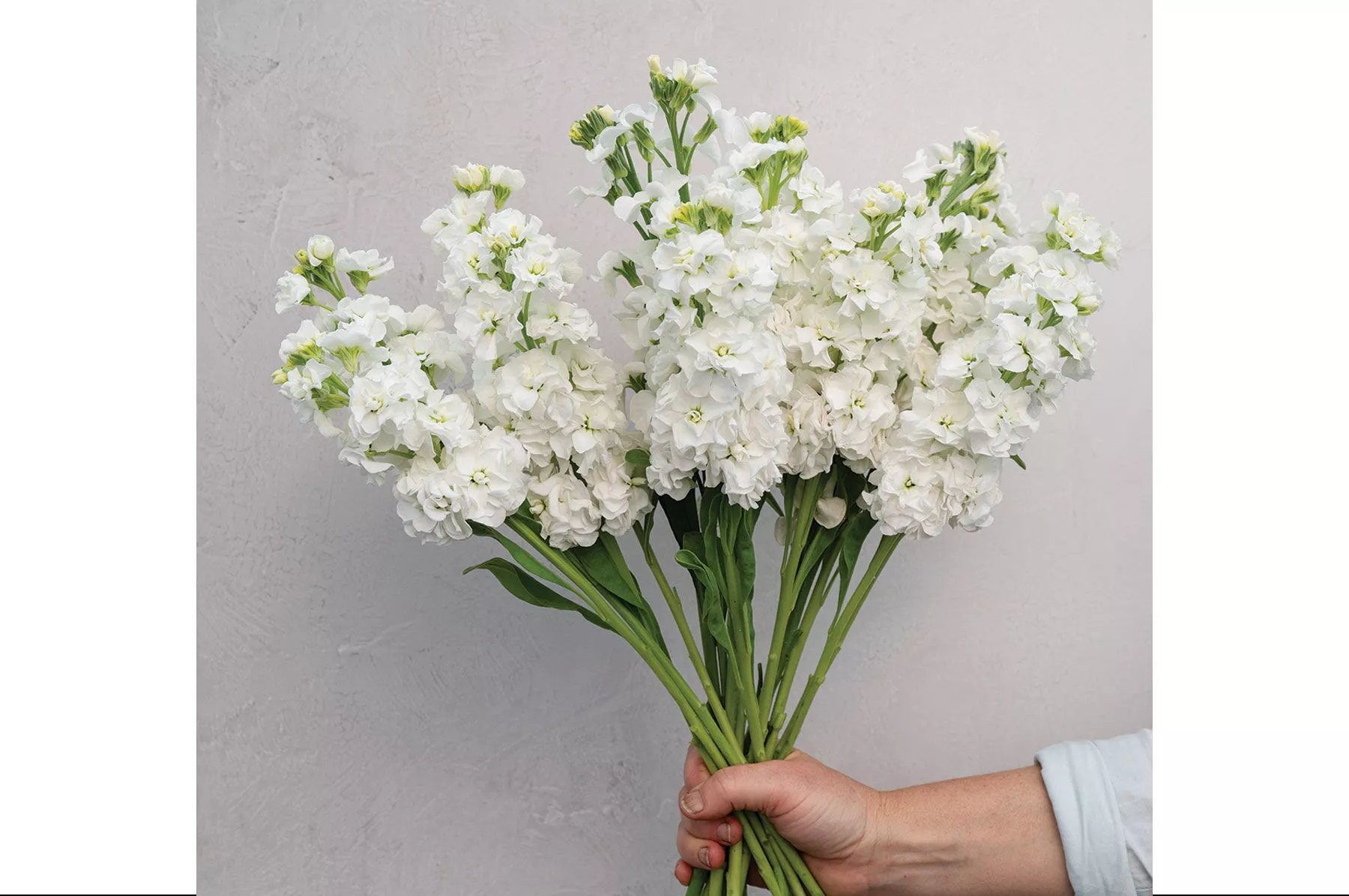 stox-white-stock-seed StoX White Stock Seed