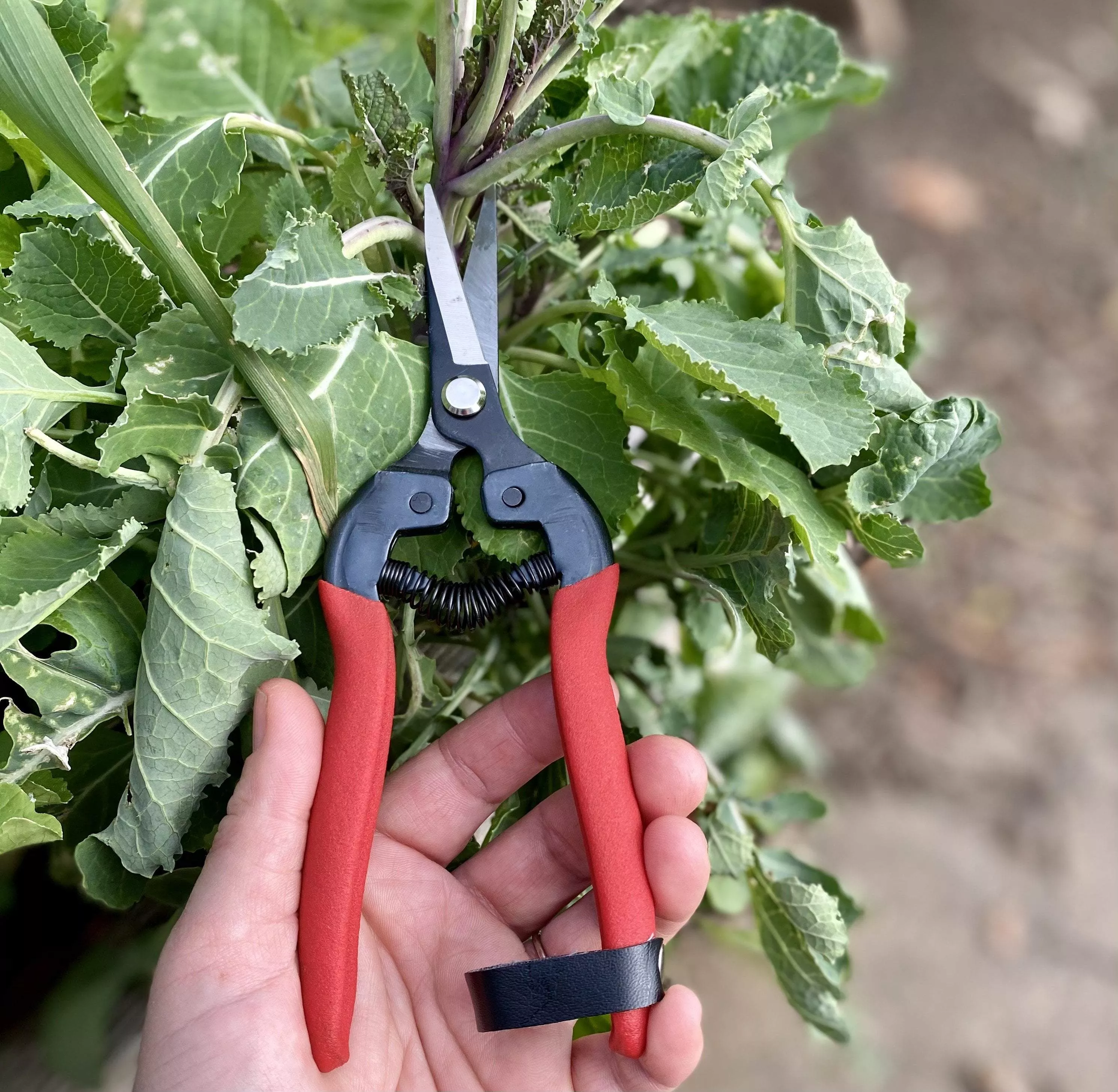 straight-gardening-shear-803 Straight Gardening Shear #803