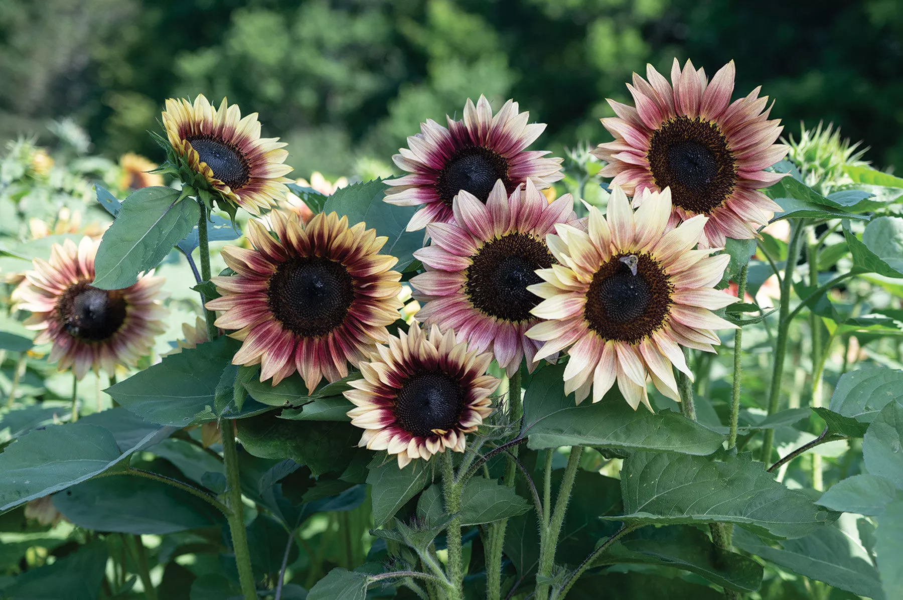 strawberry-blonde-f1-sunflower-seed Strawberry Blonde (F1) Sunflower Seed