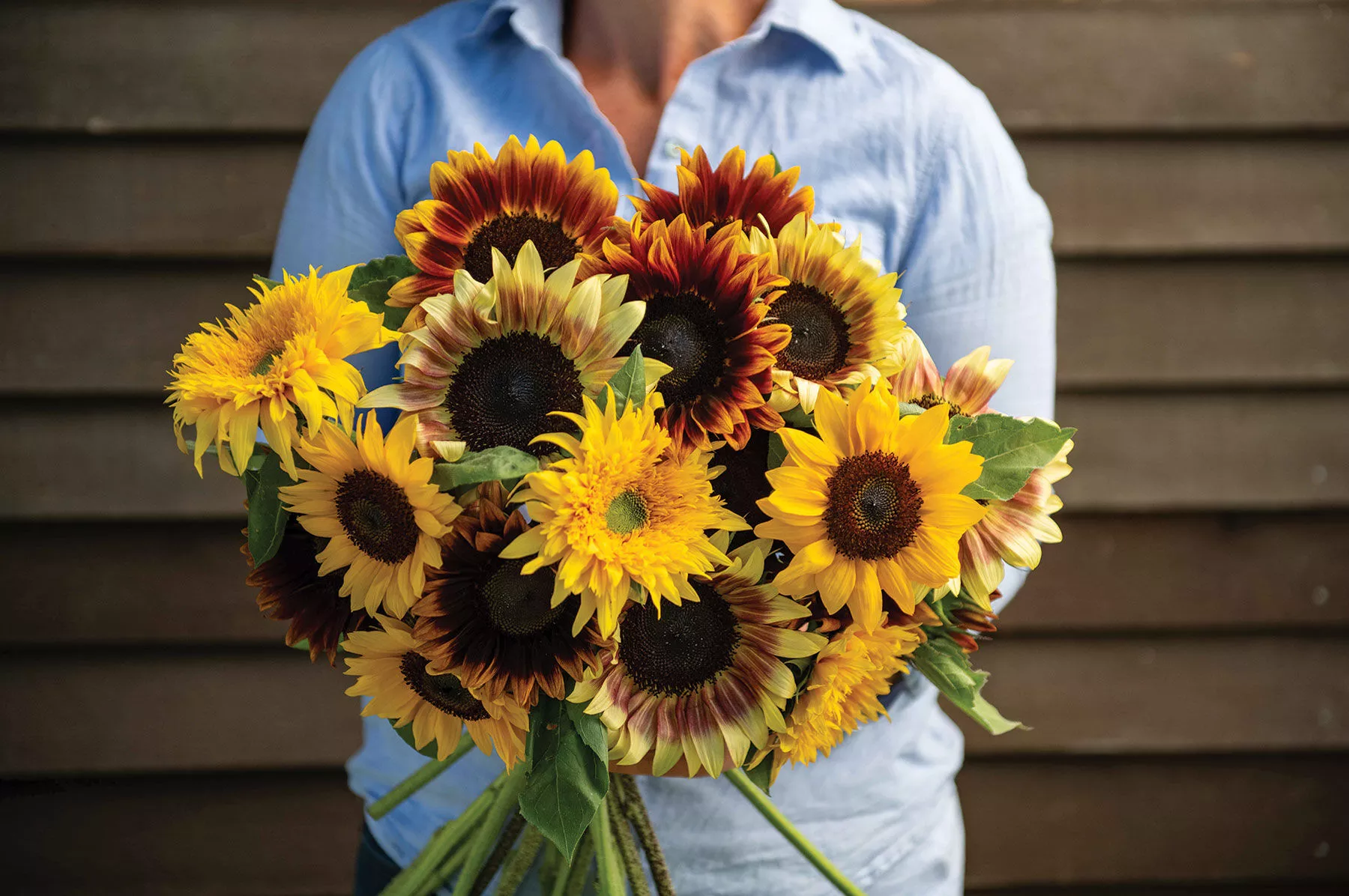 summer-breeze-mix-sunflower-seed Summer Breeze Mix Sunflower Seed