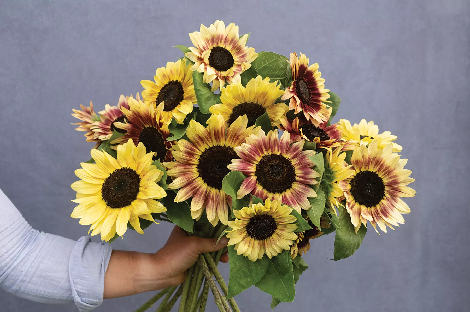summer-lovin-f1-sunflower-seed Summer Lovin (F1) Sunflower Seed