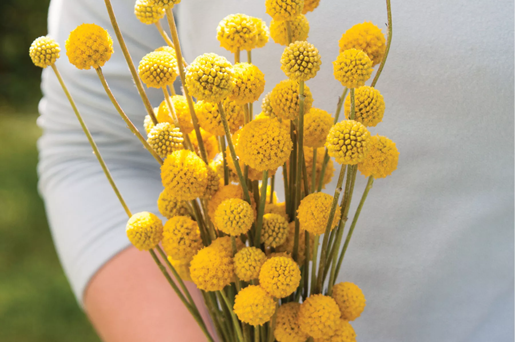 sun-ball-organic-craspedia-seed Sun Ball Organic Craspedia Seed