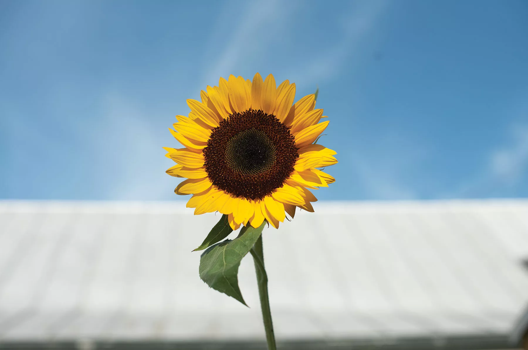 sunbright-supreme-f1-sunflower-seed Sunbright Supreme (F1) Sunflower Seed