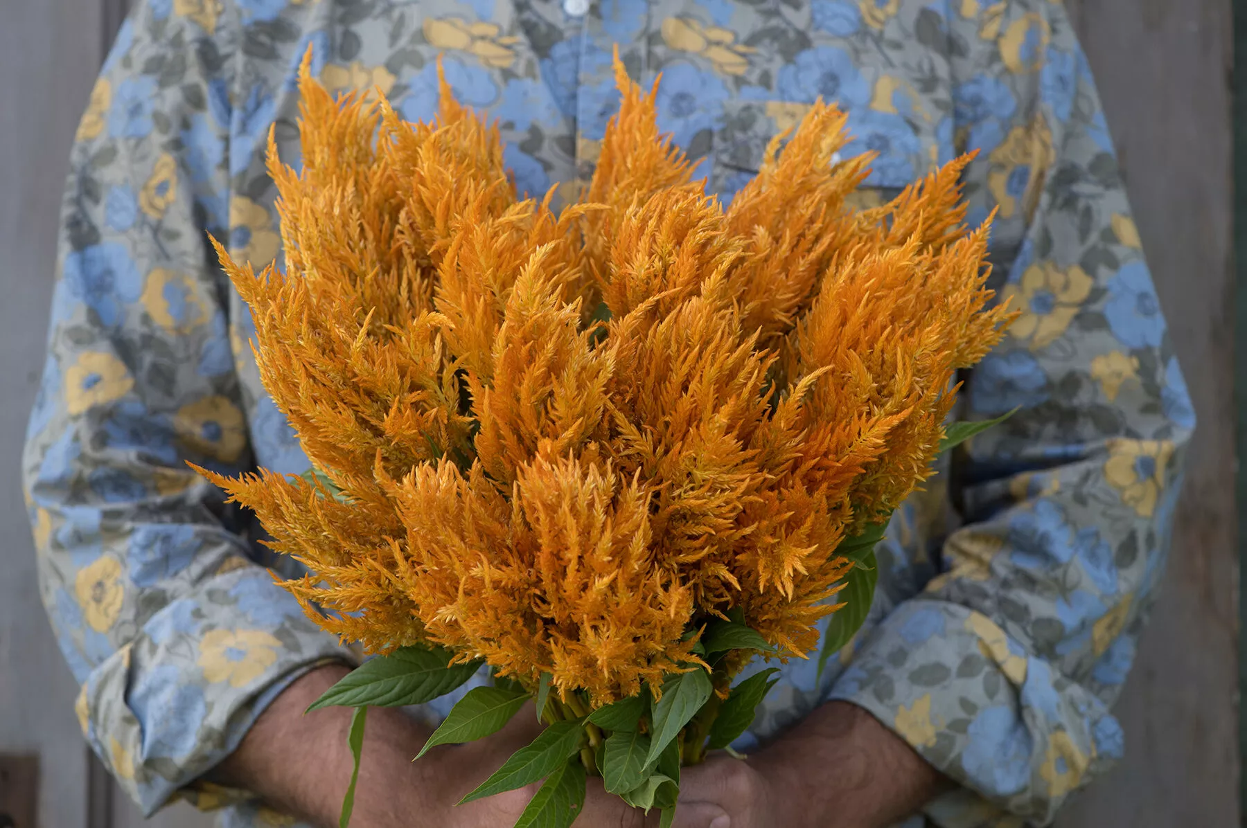 sunday-gold-celosia-seed Sunday™ Gold Celosia Seed