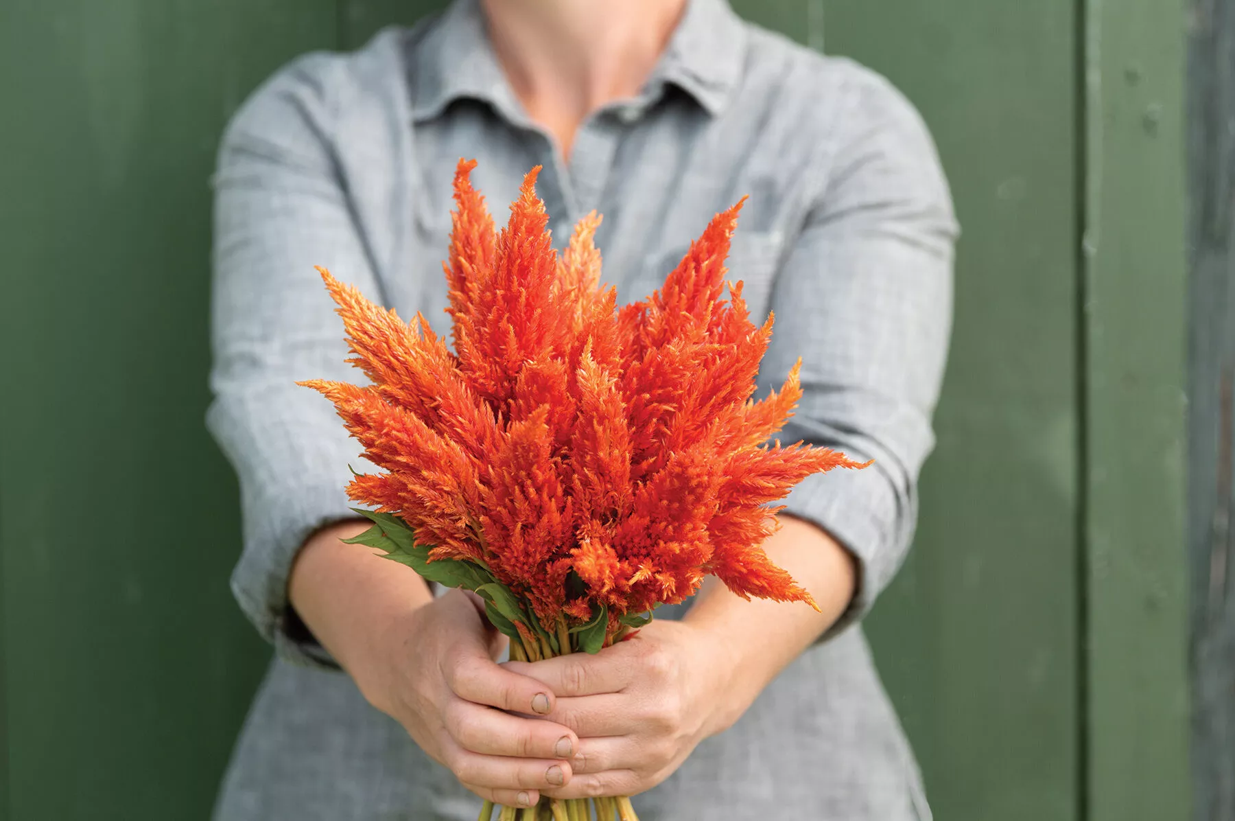 sunday-orange-celosia-seed Sunday™ Orange Celosia Seed