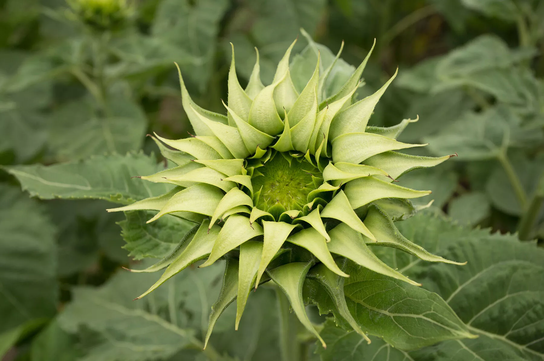 sunfill-green-f1-sunflower-seed SunFill™ Green (F1) Sunflower Seed