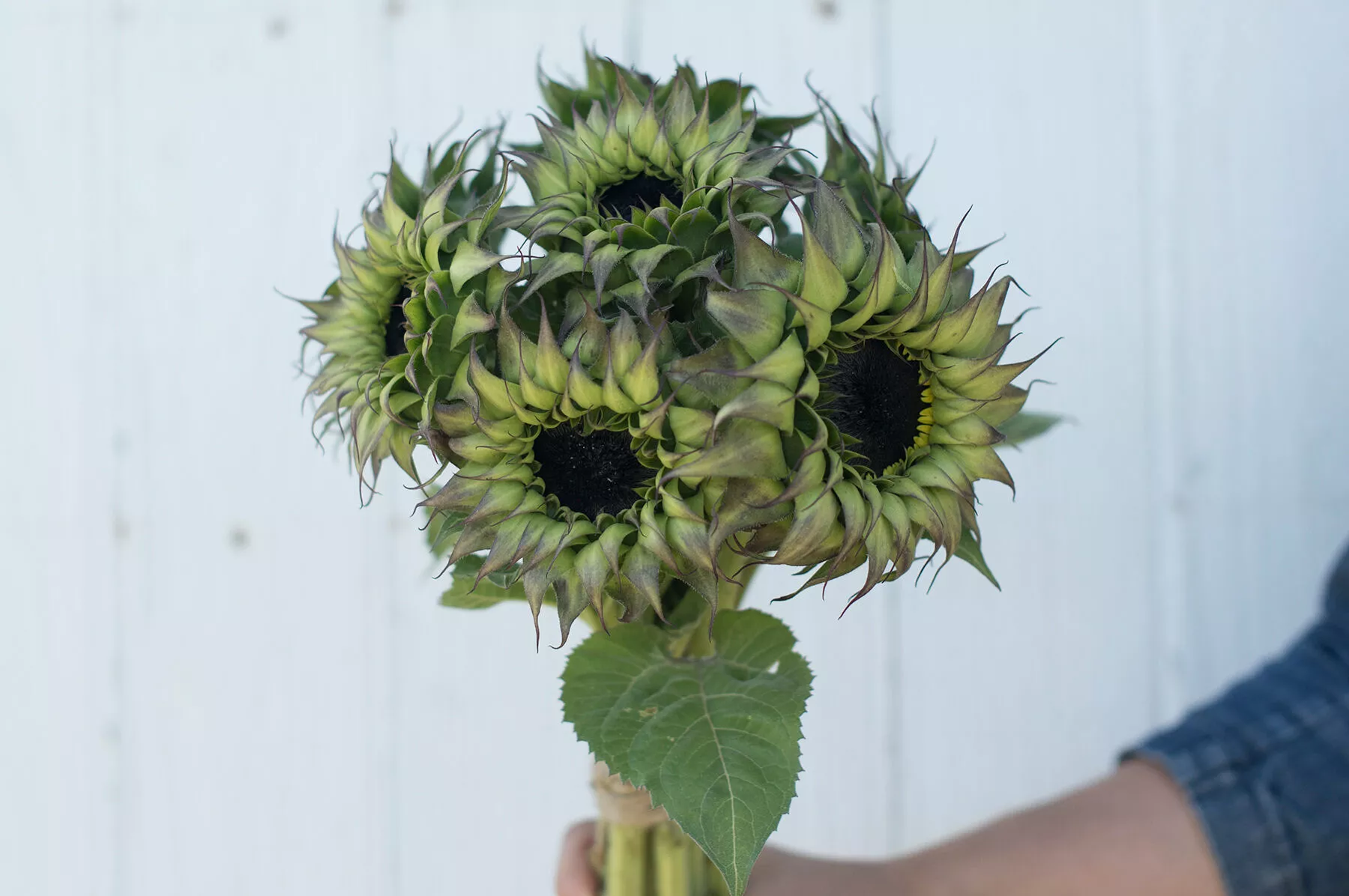 sunfill-purple-f1-sunflower-seed SunFill™ Purple (F1) Sunflower Seed