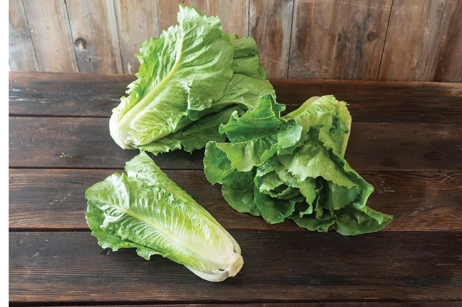 sunland-lettuce-seed Sunland Lettuce Seed