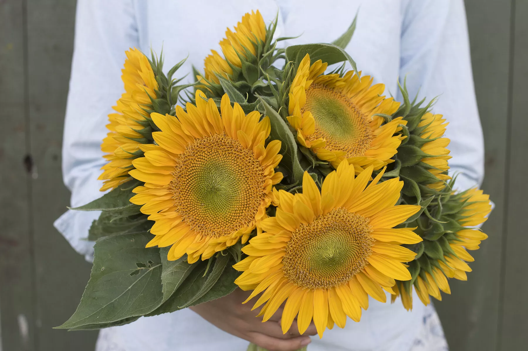 sunrich-gold-f1-sunflower-seed Sunrich Gold (F1) Sunflower Seed