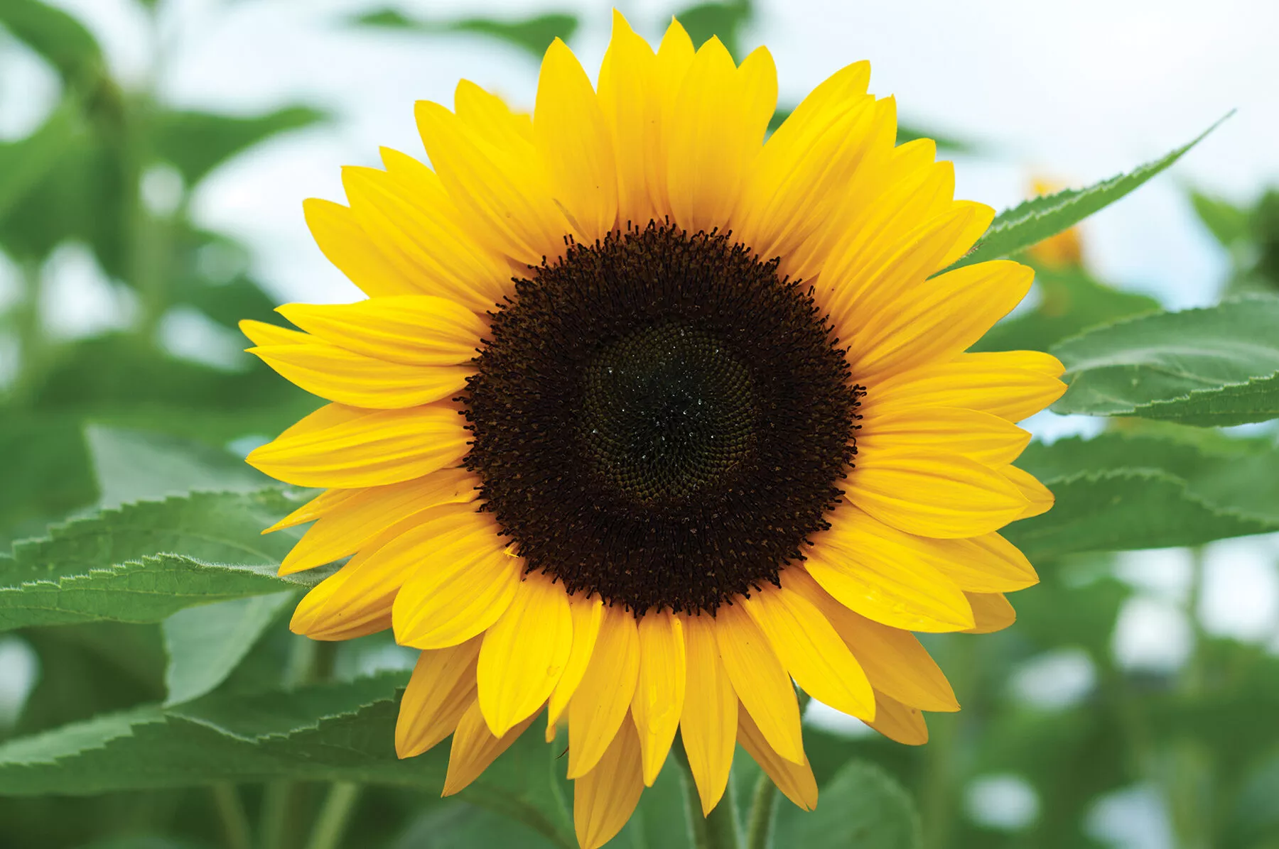 sunrich-orange-summer-f1-sunflower-seed Sunrich Orange Summer (F1) Sunflower Seed